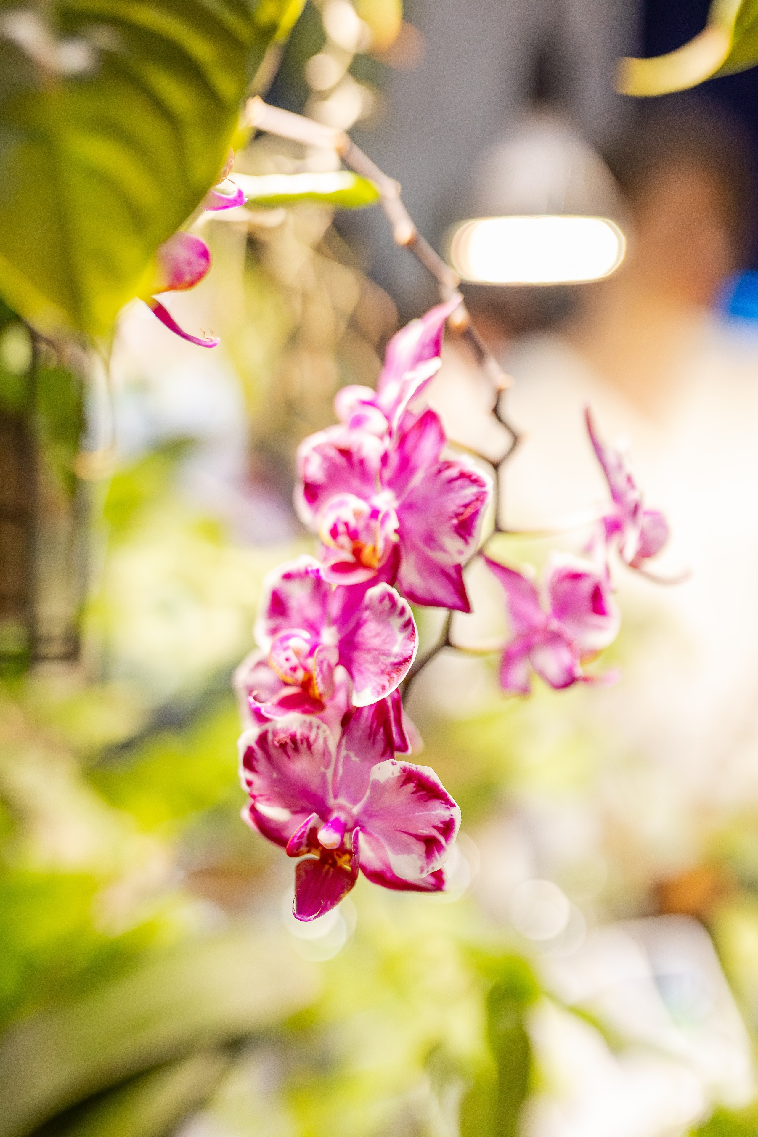 Монстериум апрель 2026. Александра Куликова фотограф, Москва