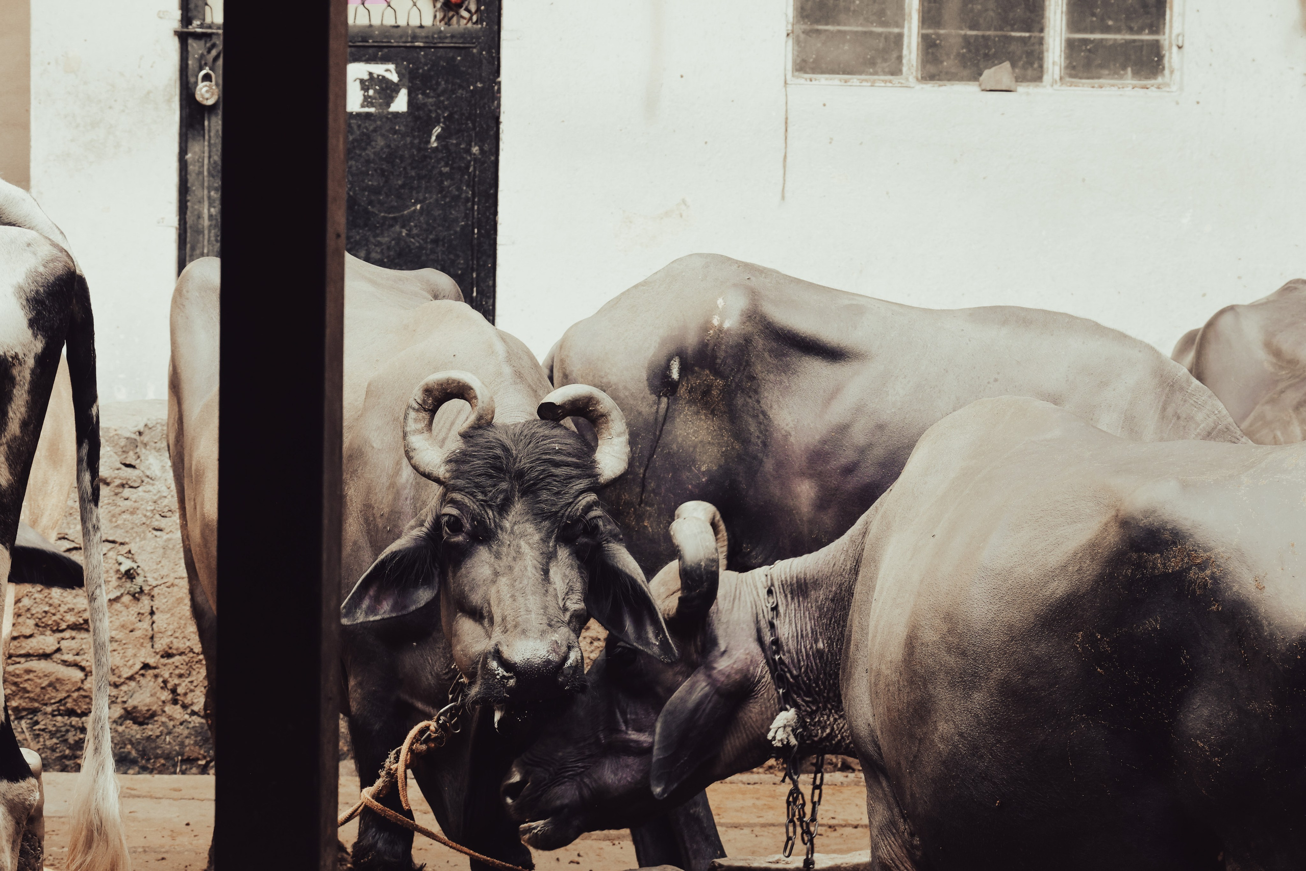 India. Фотограф в Москве