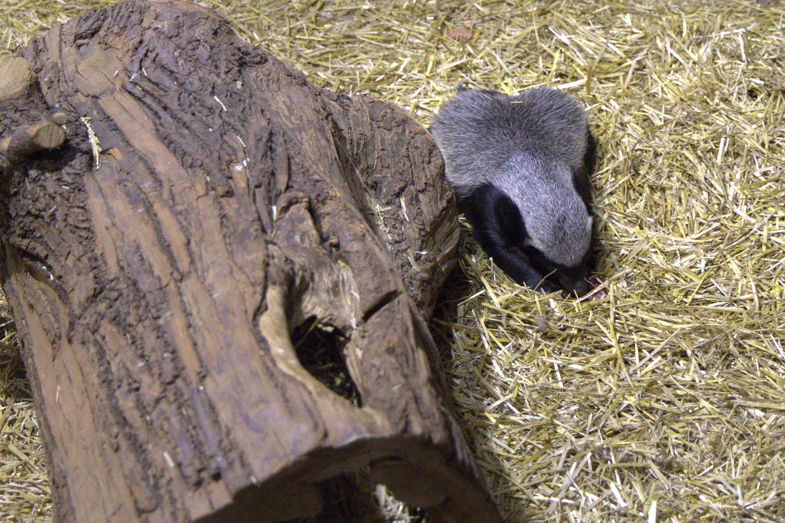 ЗООПАРК. ФОТОГРАФ В МОСКВЕ СТАНИСЛАВ КОБЗЕВ