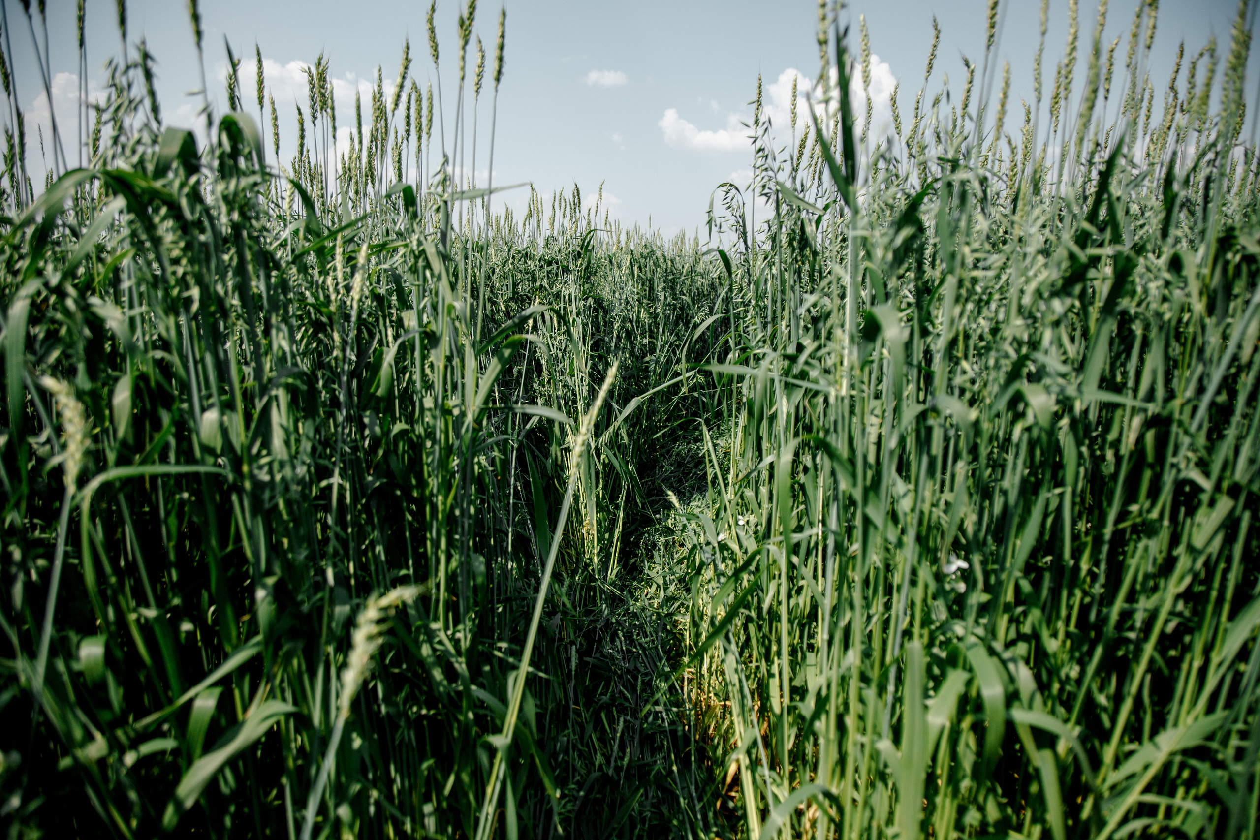Свадьба Александр и Света. Свадебный и семейный фотограф Ибрагимова Мария из Екатеринбурга