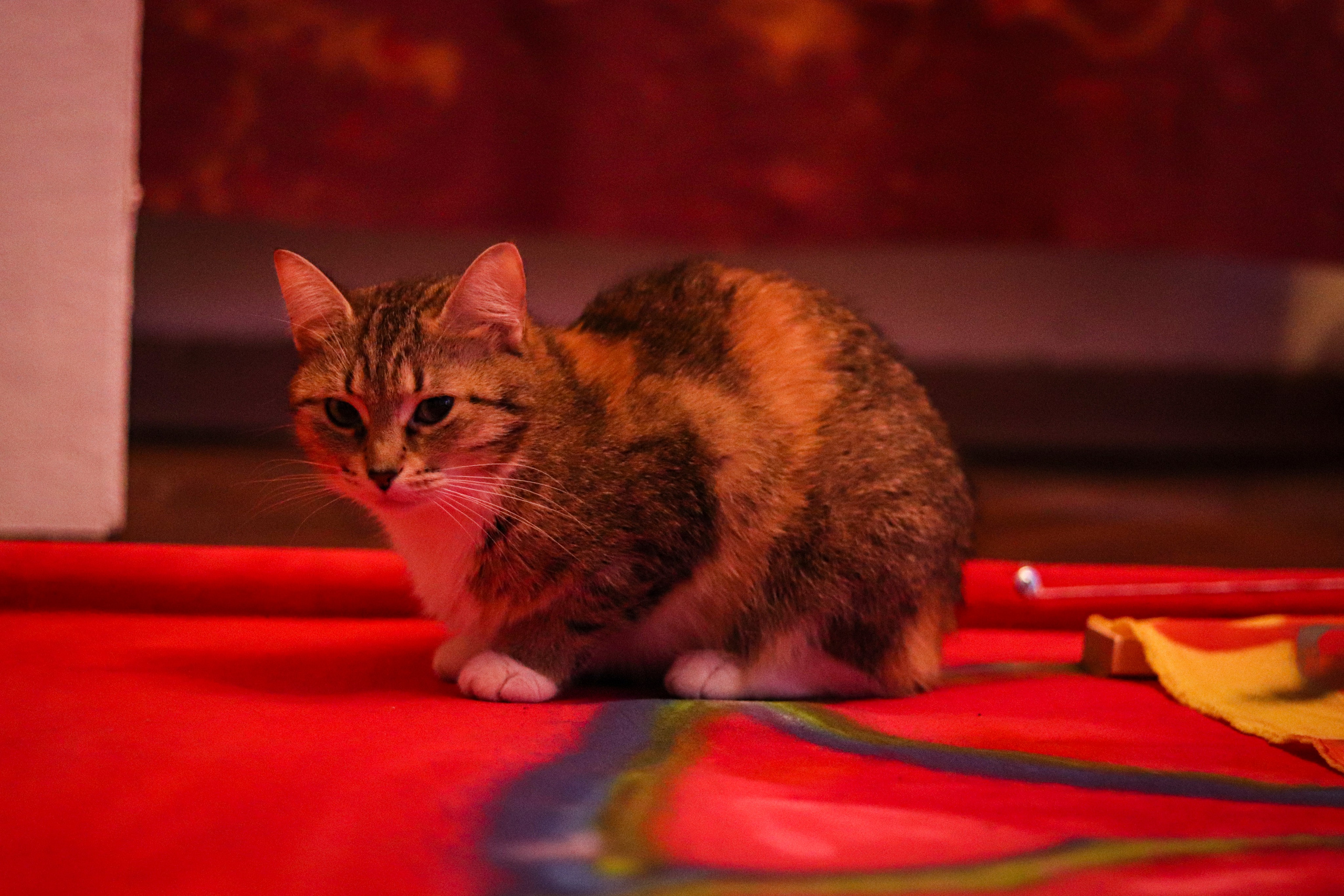 Выставка Алима Юсупова в квартире «Мира». Ивентный фотограф в Санкт-Петербурге Олег Комков