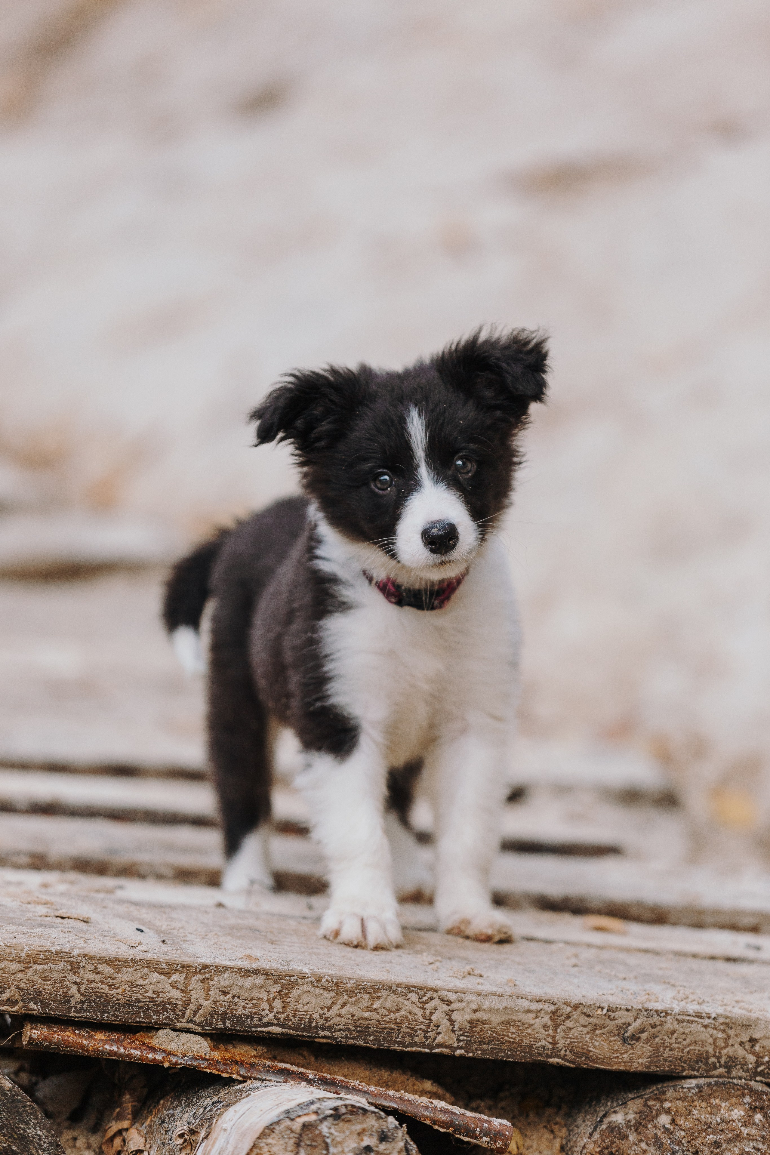 Краски холи. Фотограф анималист Кристина Карпова, Москва