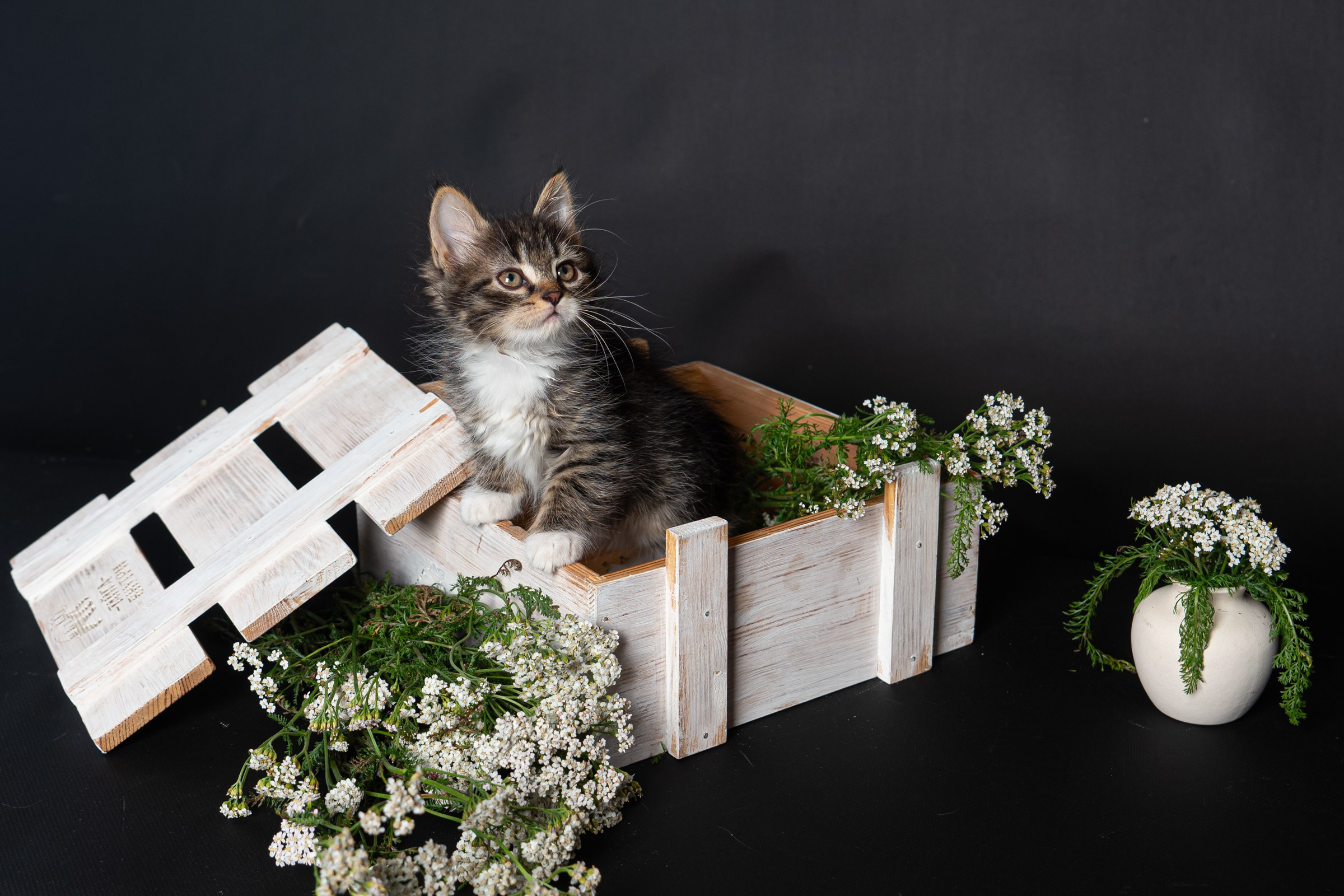 Курильский бобтейл. Фотограф на Камчатке Анна Моргачёва. Семейные и детские съёмки