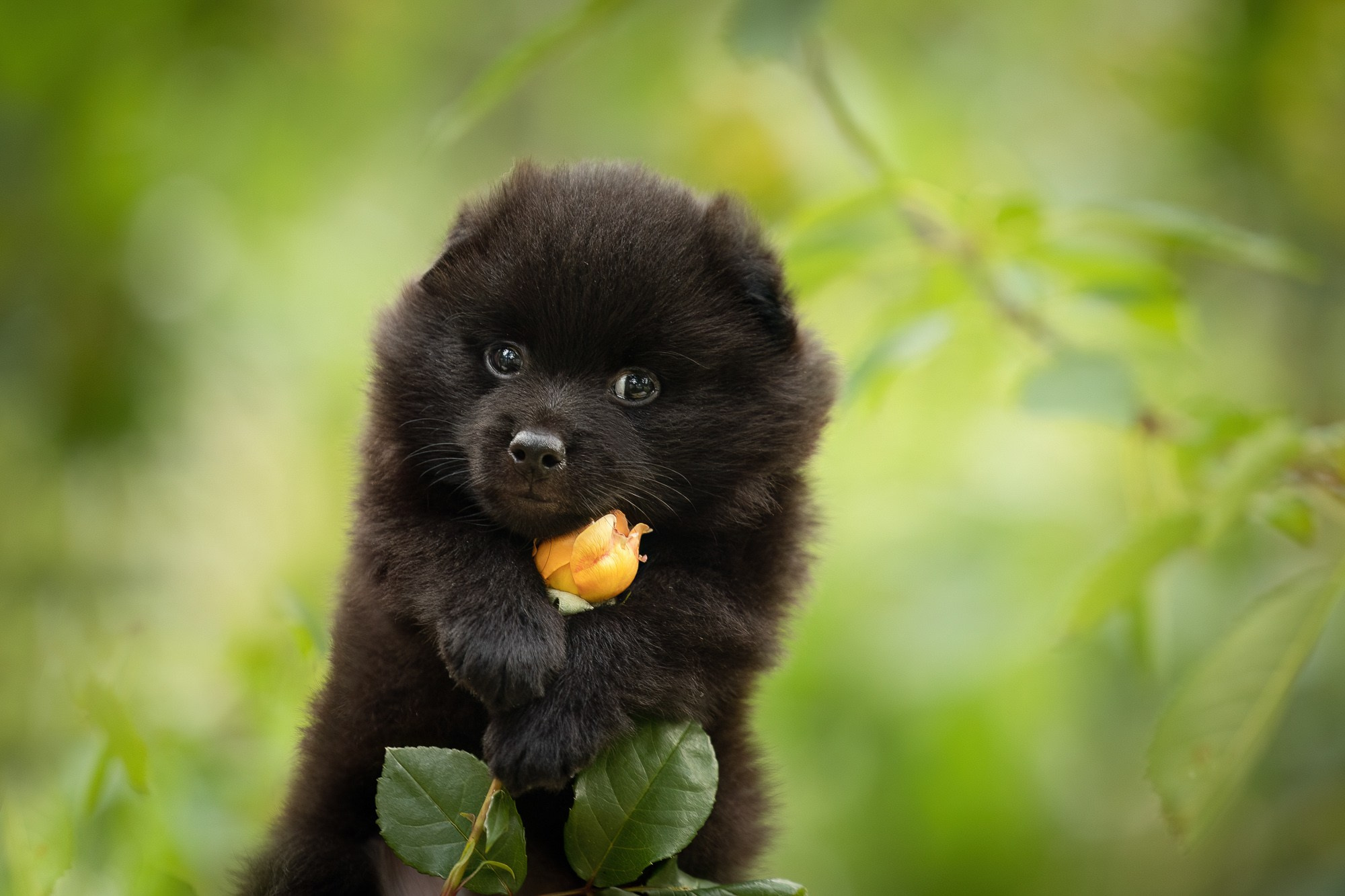 Фотосъёмки щенков. Фотограф-анималист Natalia Deingel | Фотосъемка собак в Москве