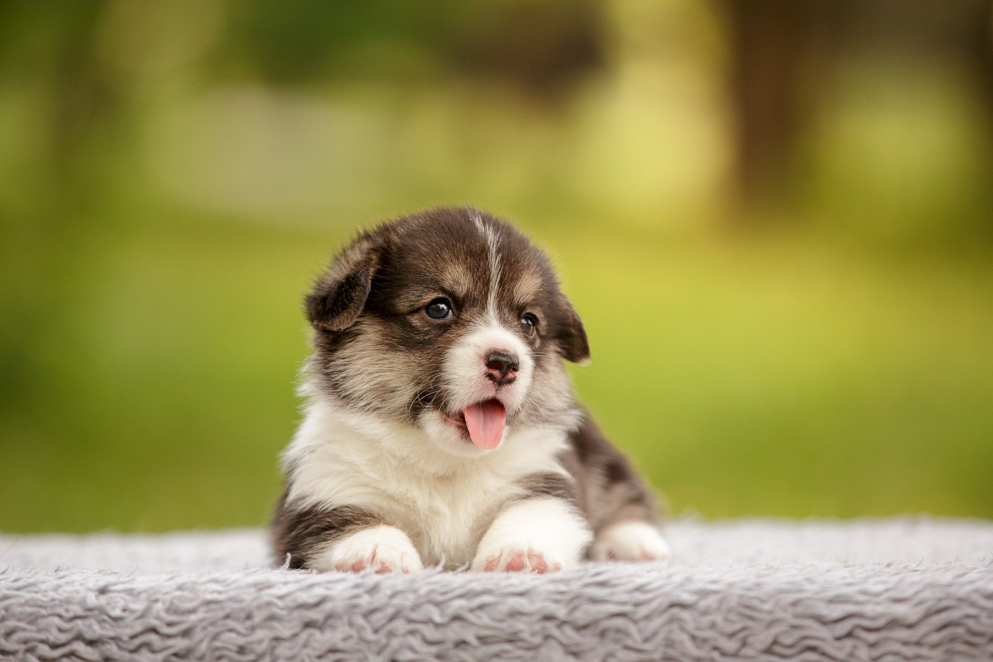 Фотосъёмки щенков. Фотограф-анималист Natalia Deingel | Фотосъемка собак в Москве