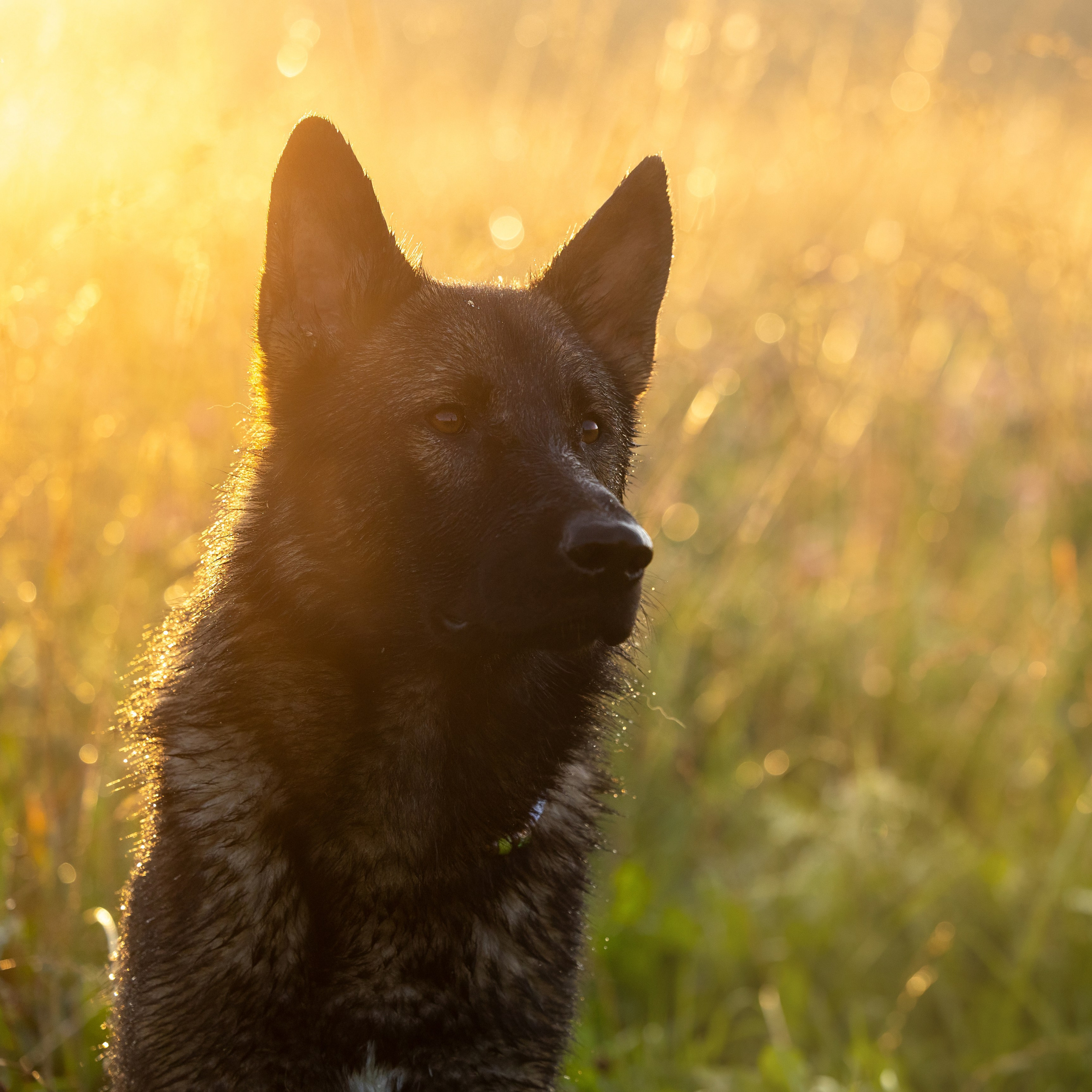 Немецкие овчарки Кетчер и Роскошь. Фотограф-анималист Natalia Deingel | Фотосъемка собак в Москве