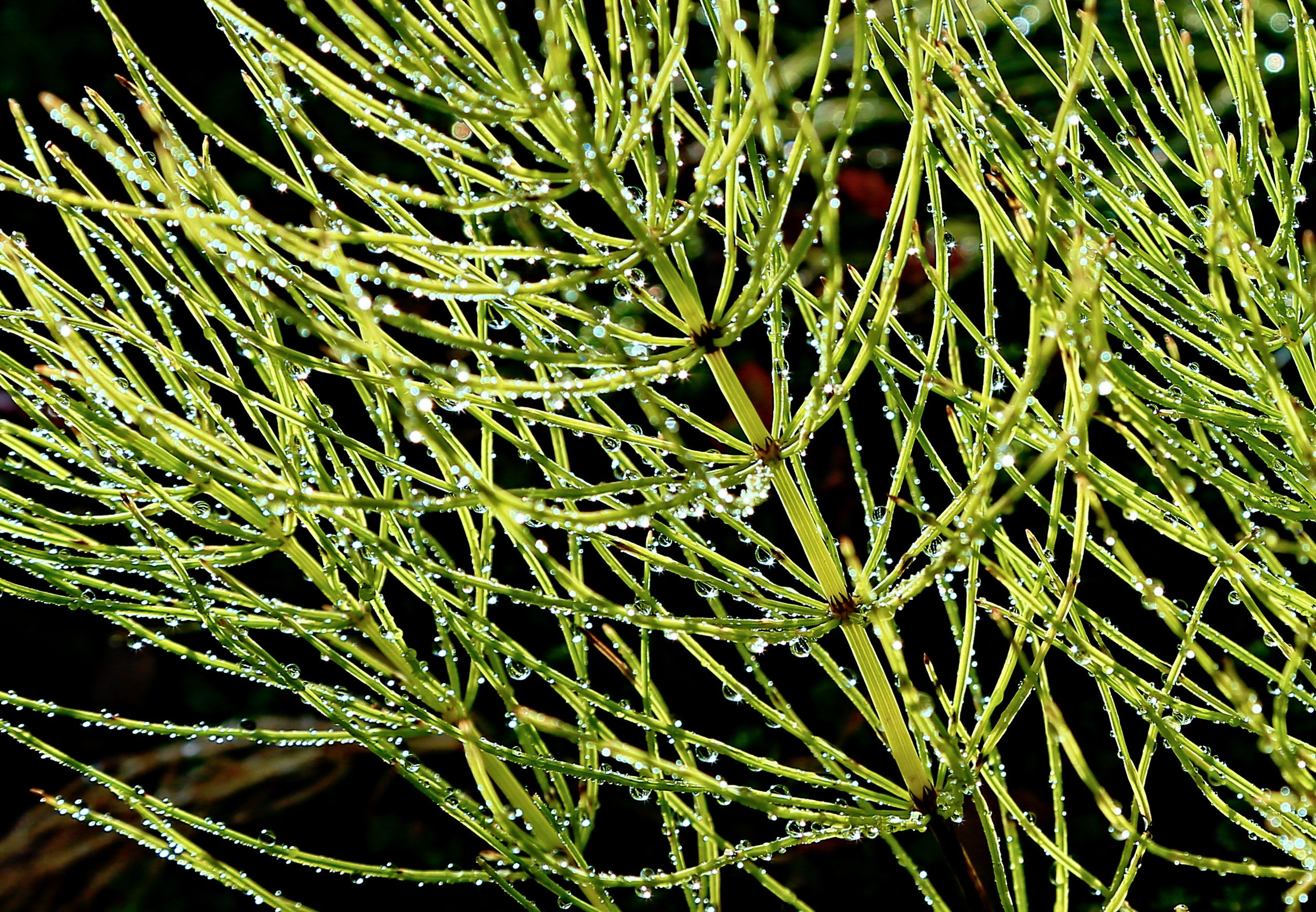 Мир растений. Пейзажи Крайнего Севера. Баренцево море, Рыбачий, Средний, Немецкий