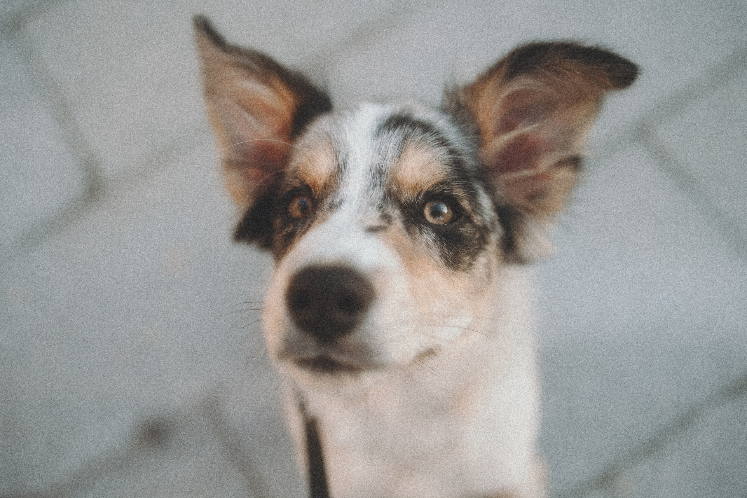 Балу и Илья. Фотограф анималист Анастасия Пикей