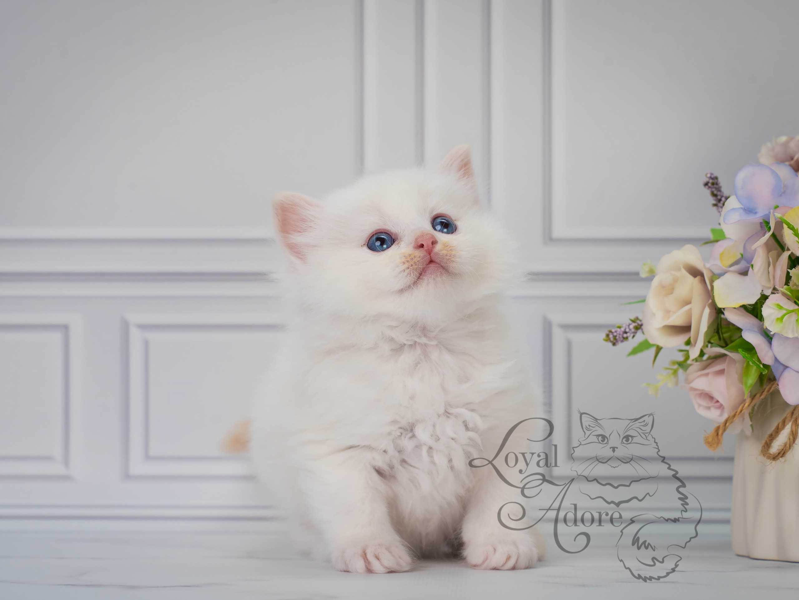 Все свободные котята. Питомник рэгдолл Loyal Adore