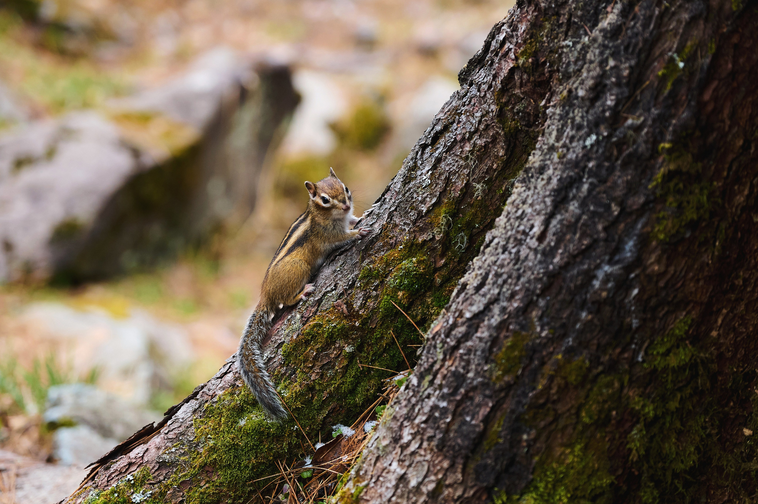 Антон и Наталья. Фотограф Опыт Качество Скорость Горный Алтай Барнаул