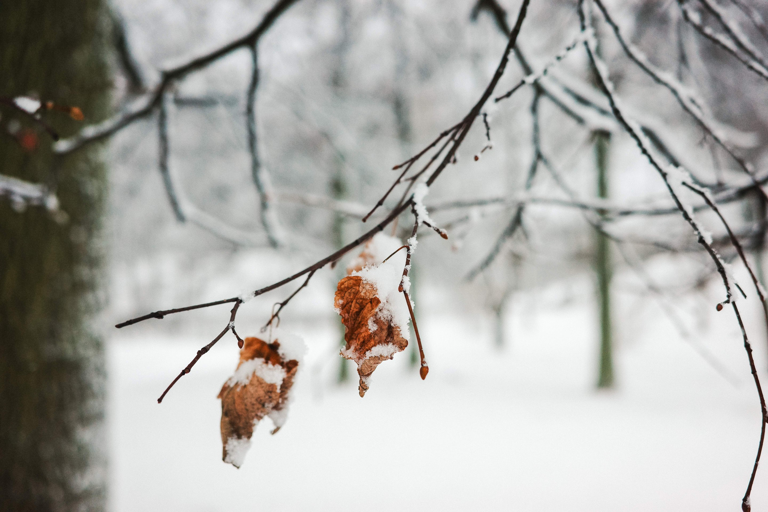 2025.02. Фотограф Алексей Алексеев
