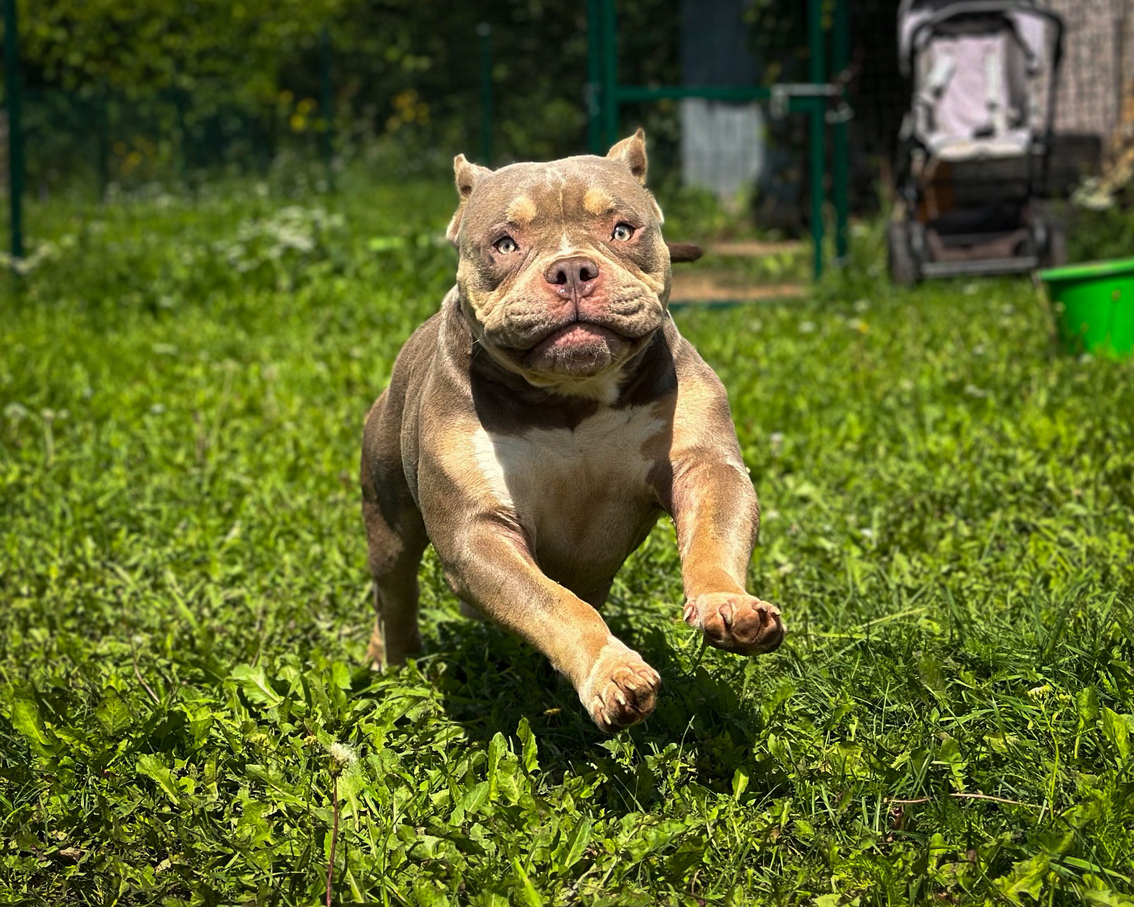 Stark. Питомник американских булли Bounty Pride Bully