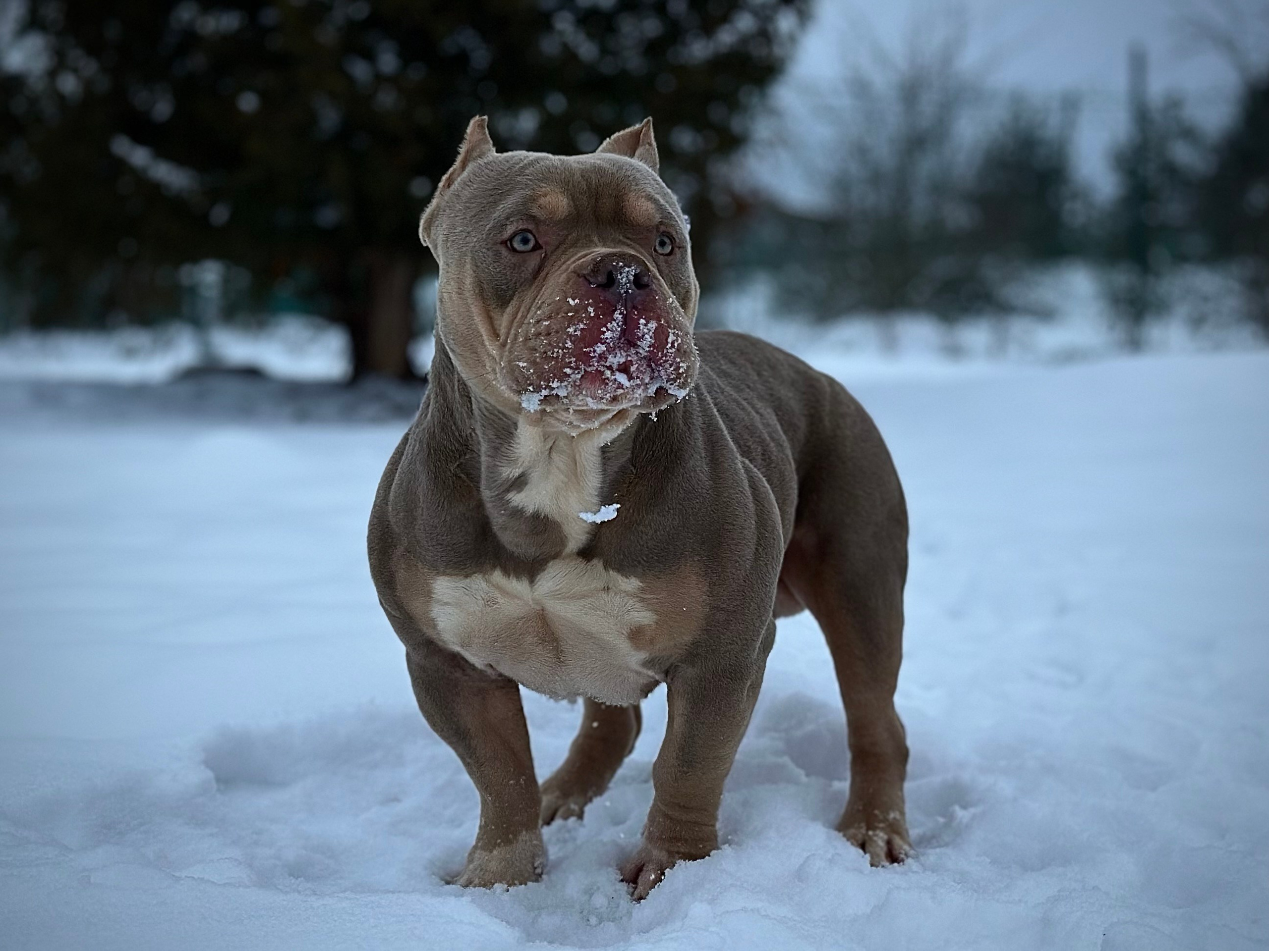 Stark. Питомник американских булли Bounty Pride Bully