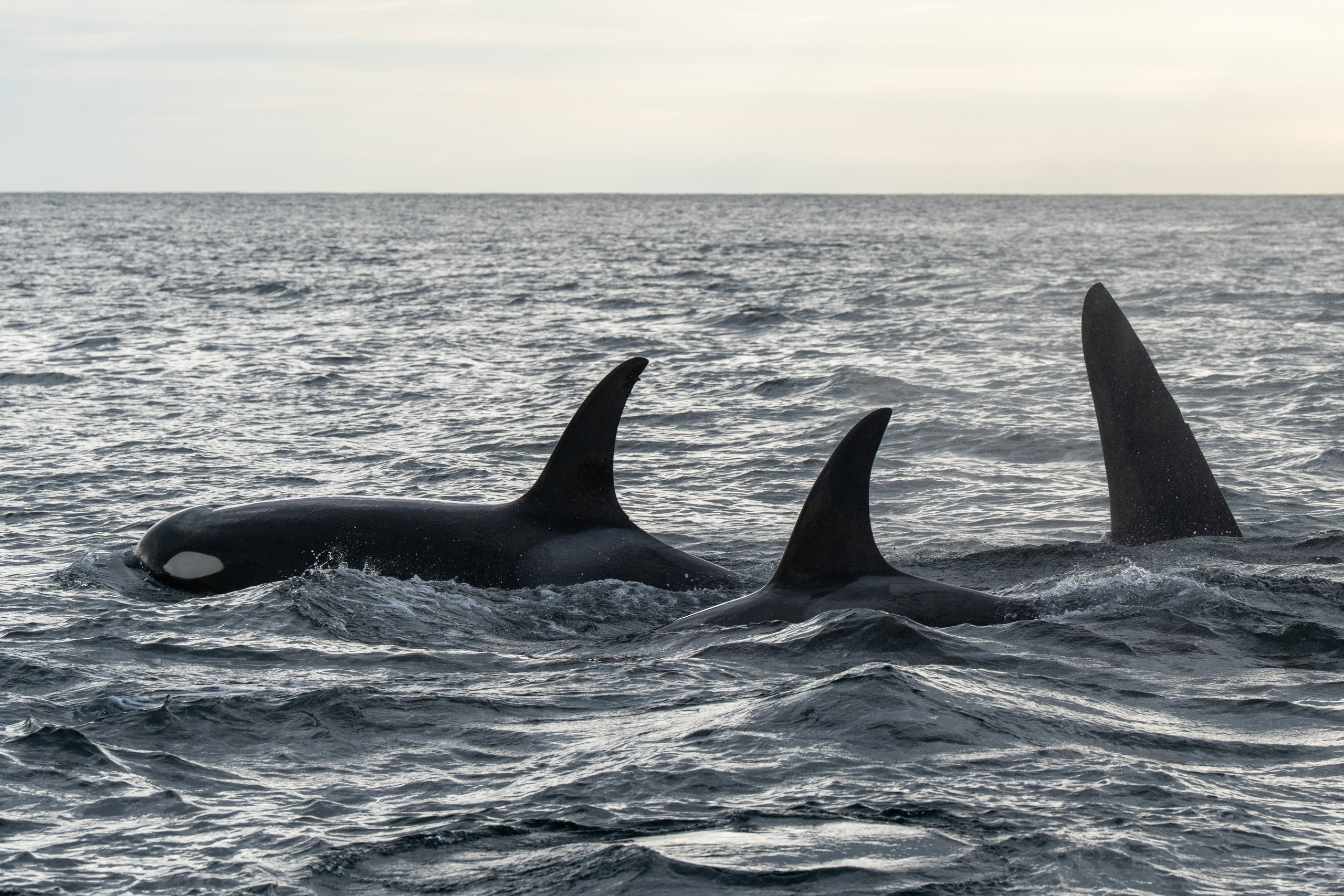 Камчатка. Gusarov Travel Photography