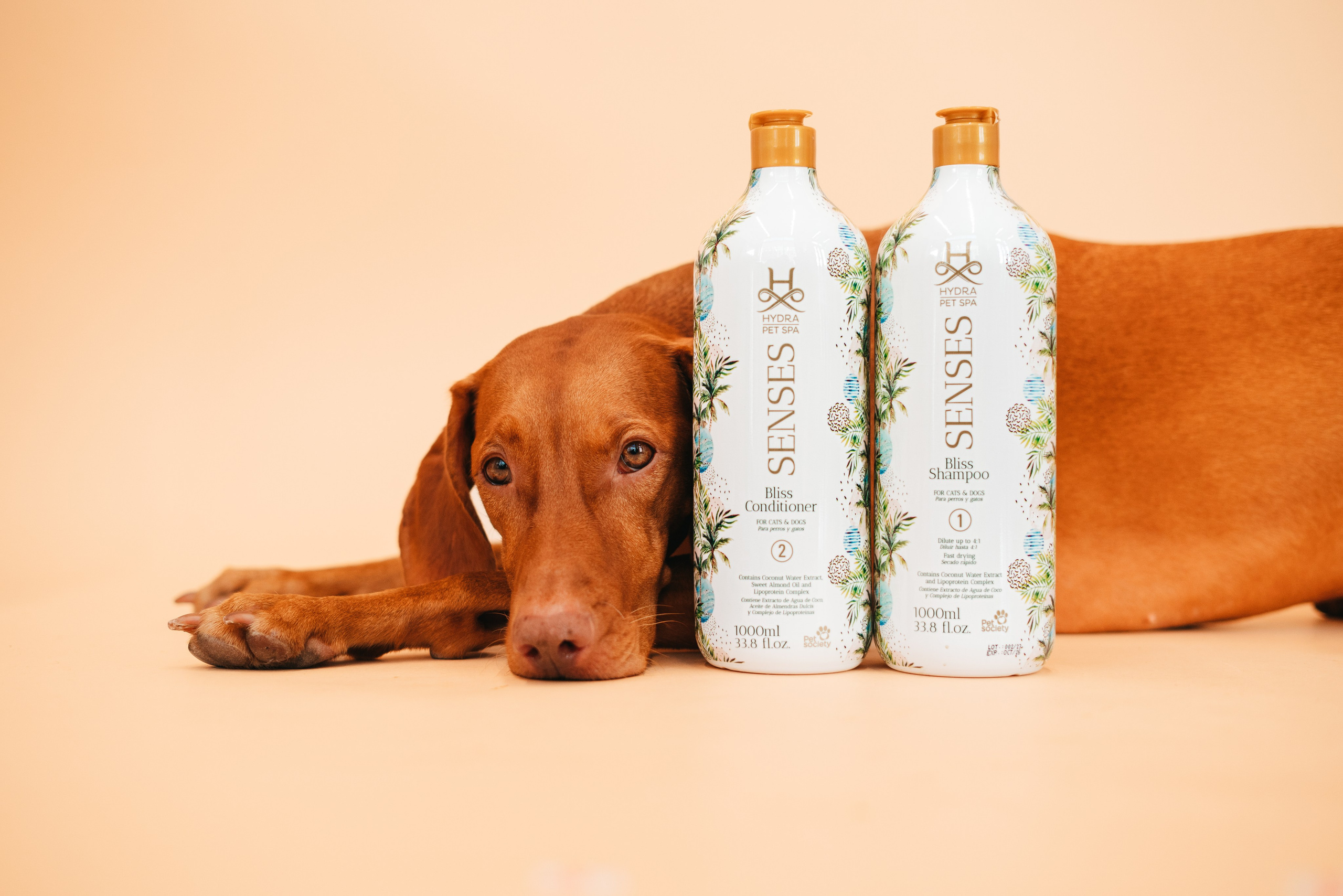 Груминг — салон. Фотограф анималист Осипчикова Мария