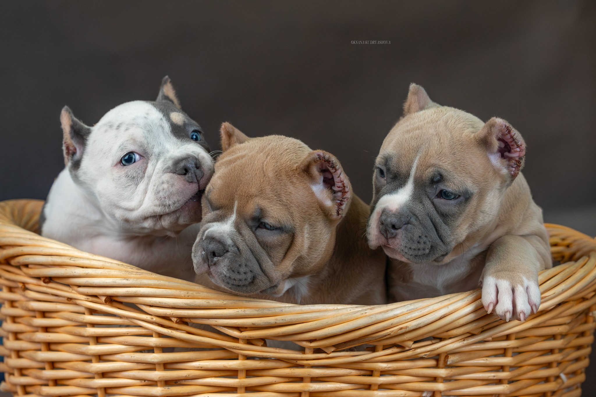 Американский булли!. Фотограф 📸 анималист, предметный, репортажный