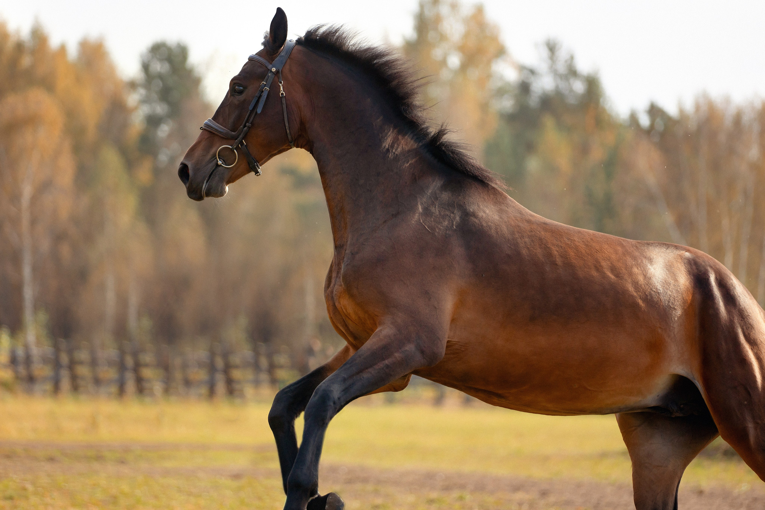 Лошади. Конный фотограф Валынкина Лера
