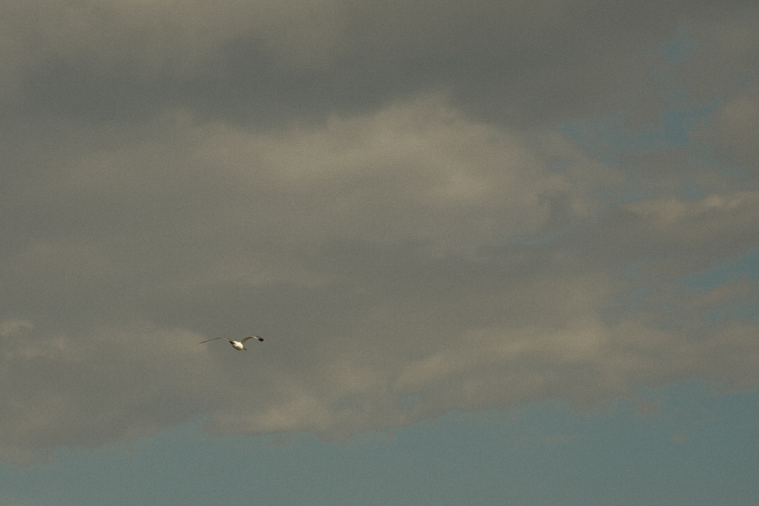 Выдыхай…. Свадебный и семейный фотограф в Абакане Василевский Алексей