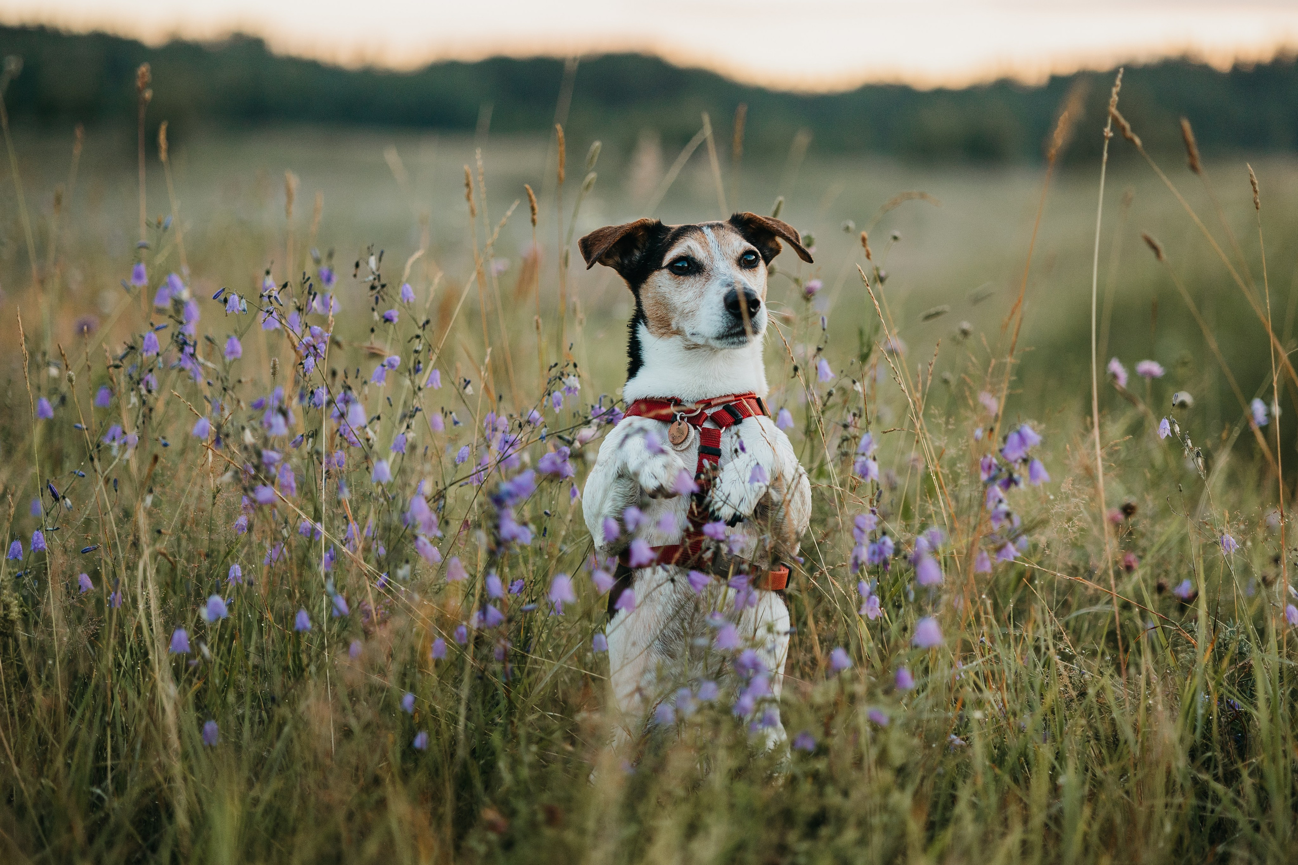 Маша и Персик. Фотограф — Анималист | Санкт-Петербург