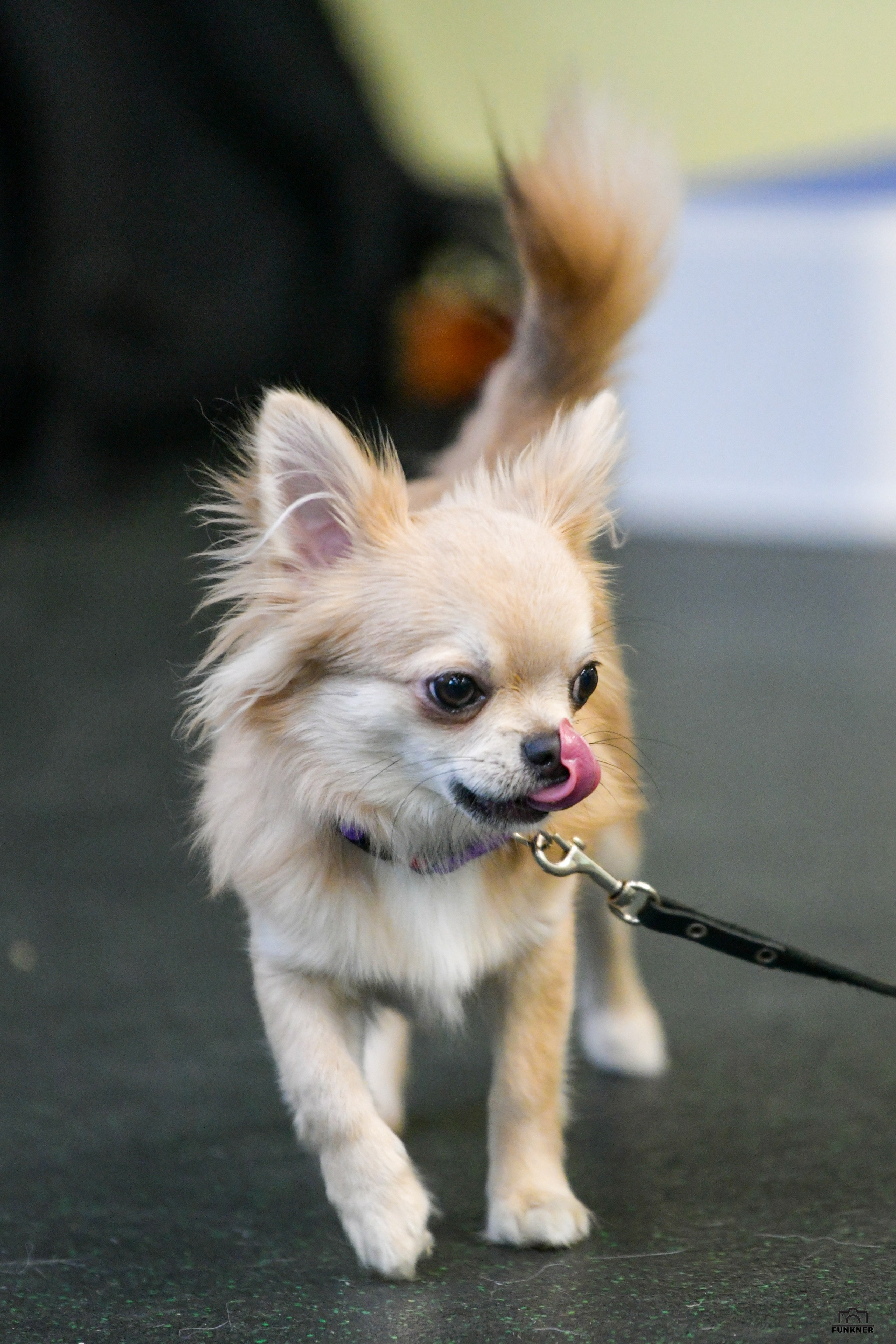 Кинологический клуб «Бодрый хвост». Свой взгляд через объектив