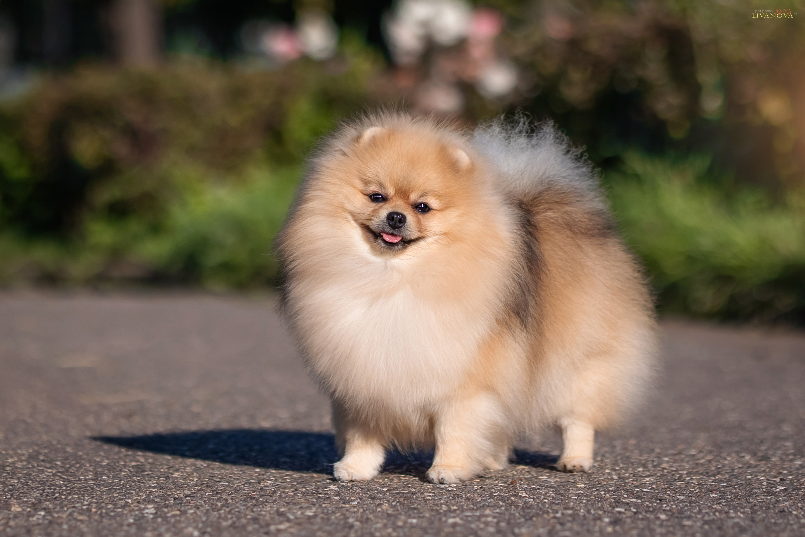 Шпицы. Фотограф анималист Аня Ливанова | Рыбинск