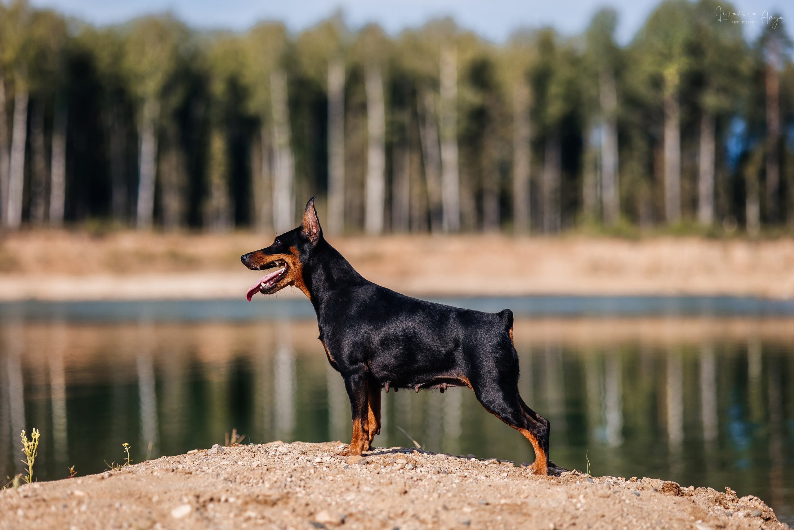 Троицкий карьер. Фотограф анималист Аня Ливанова | Рыбинск