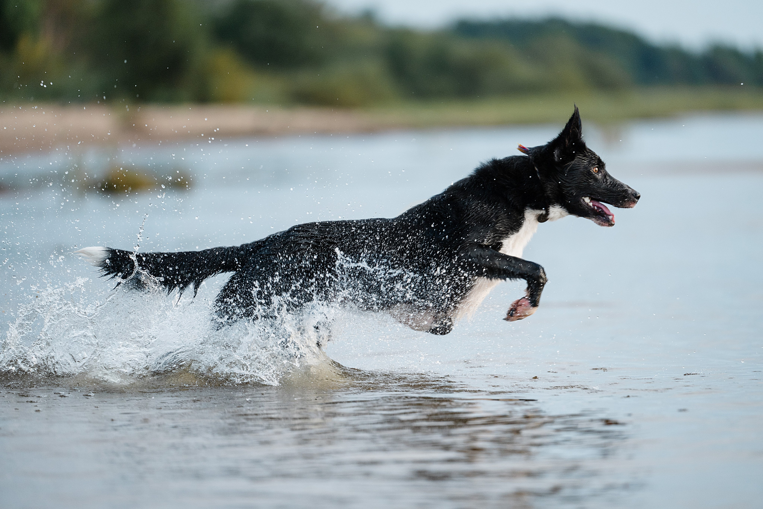 Портфолио. Фотограф-анималист Виктория Симонова. СПб