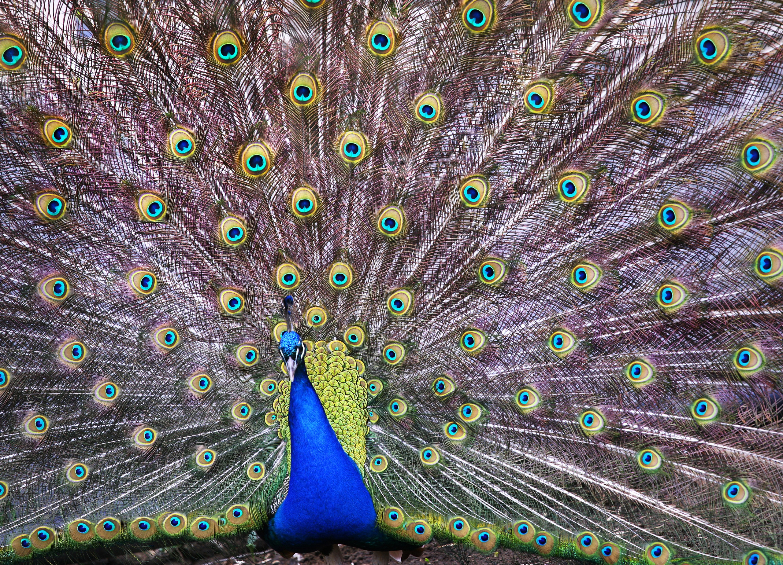 ЗООПАРК. Фотограф Владимир Остапенко