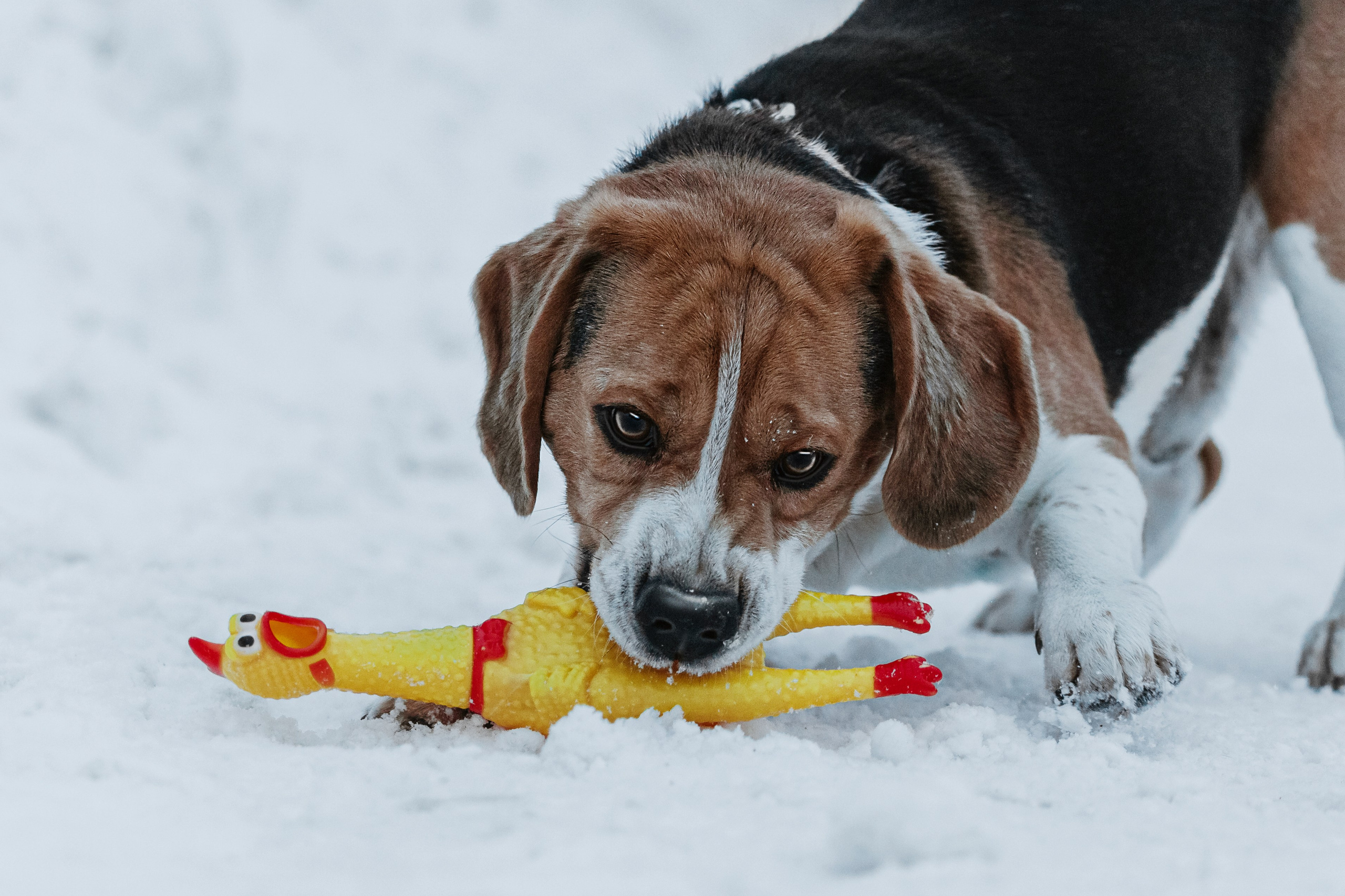 Дом для Биглей 2023. Фотограф-анималист Татьяна Степанова