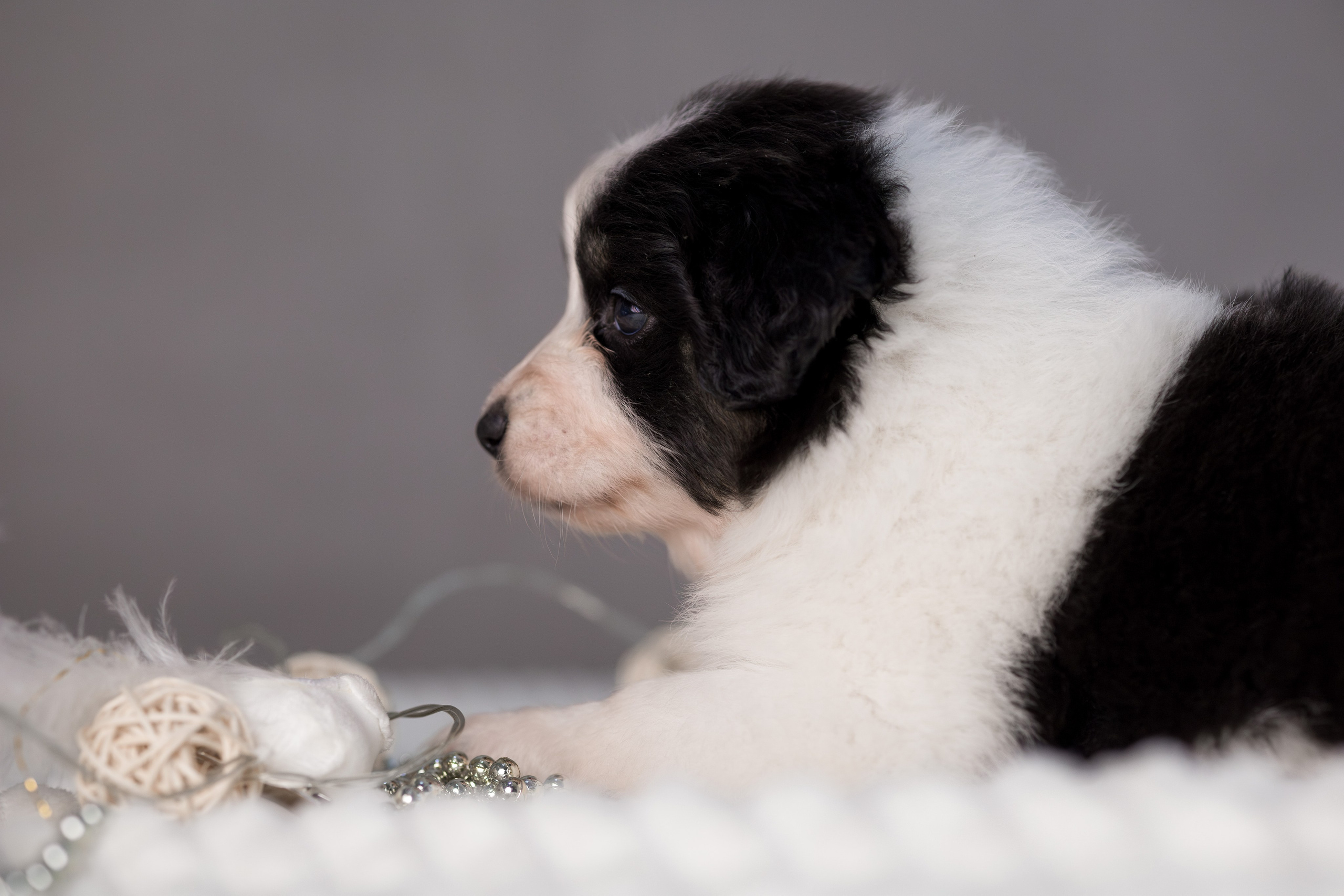 Щенки. Фотограф Яна Матвеева в Ижевске