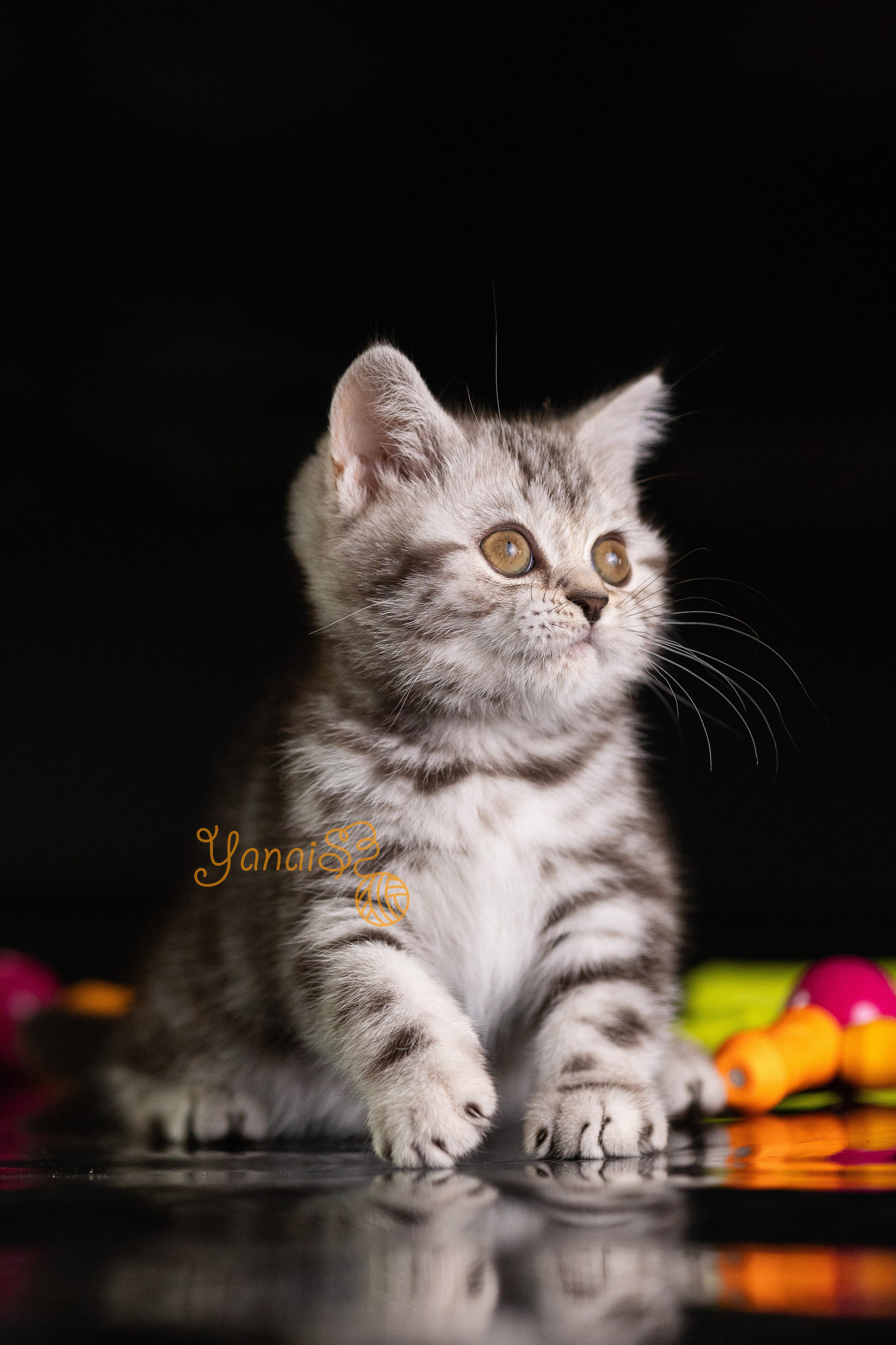 Котята. Фотограф Яна Матвеева в Ижевске