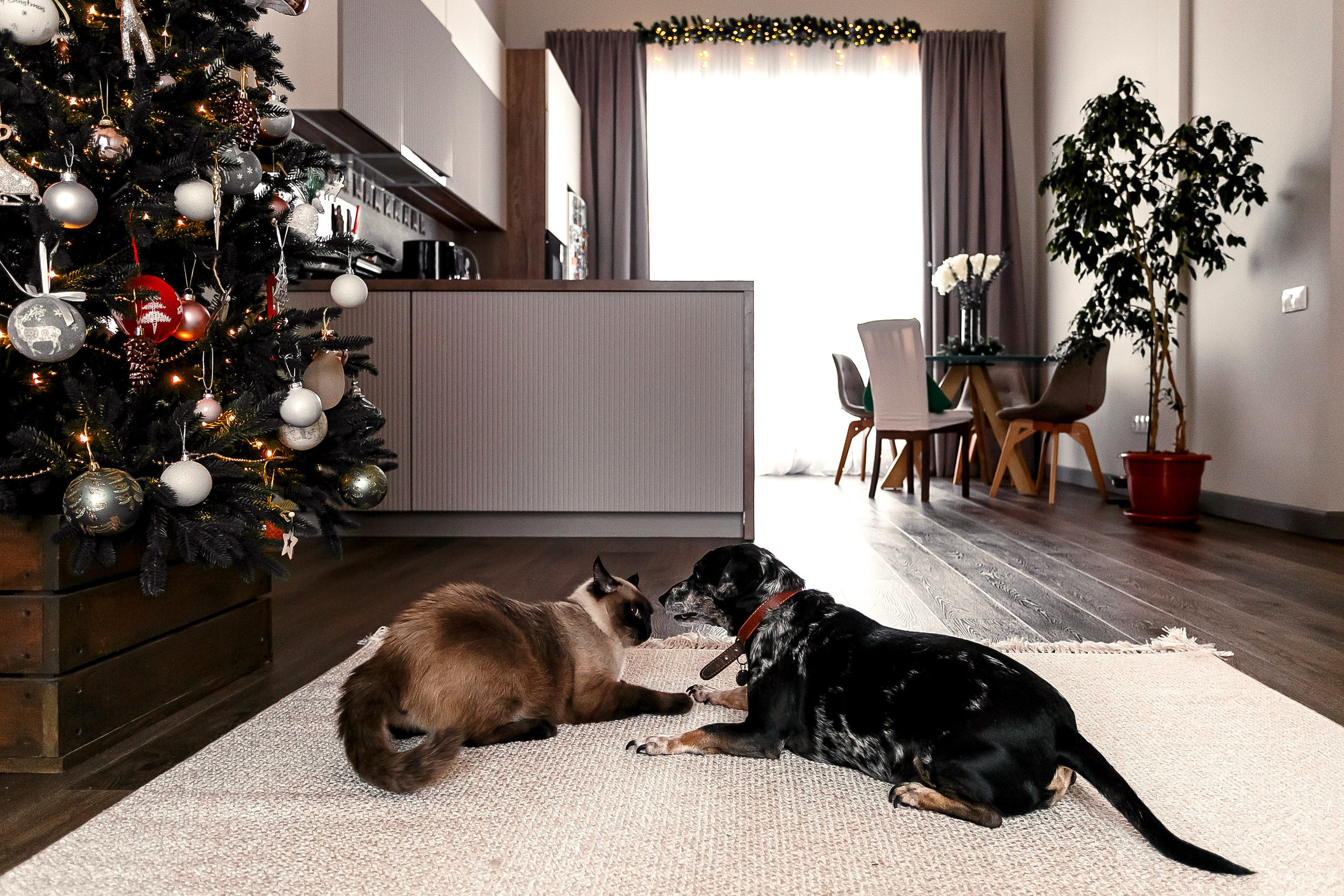 Предновогодняя история. Фотограф в  г. Новосибирск