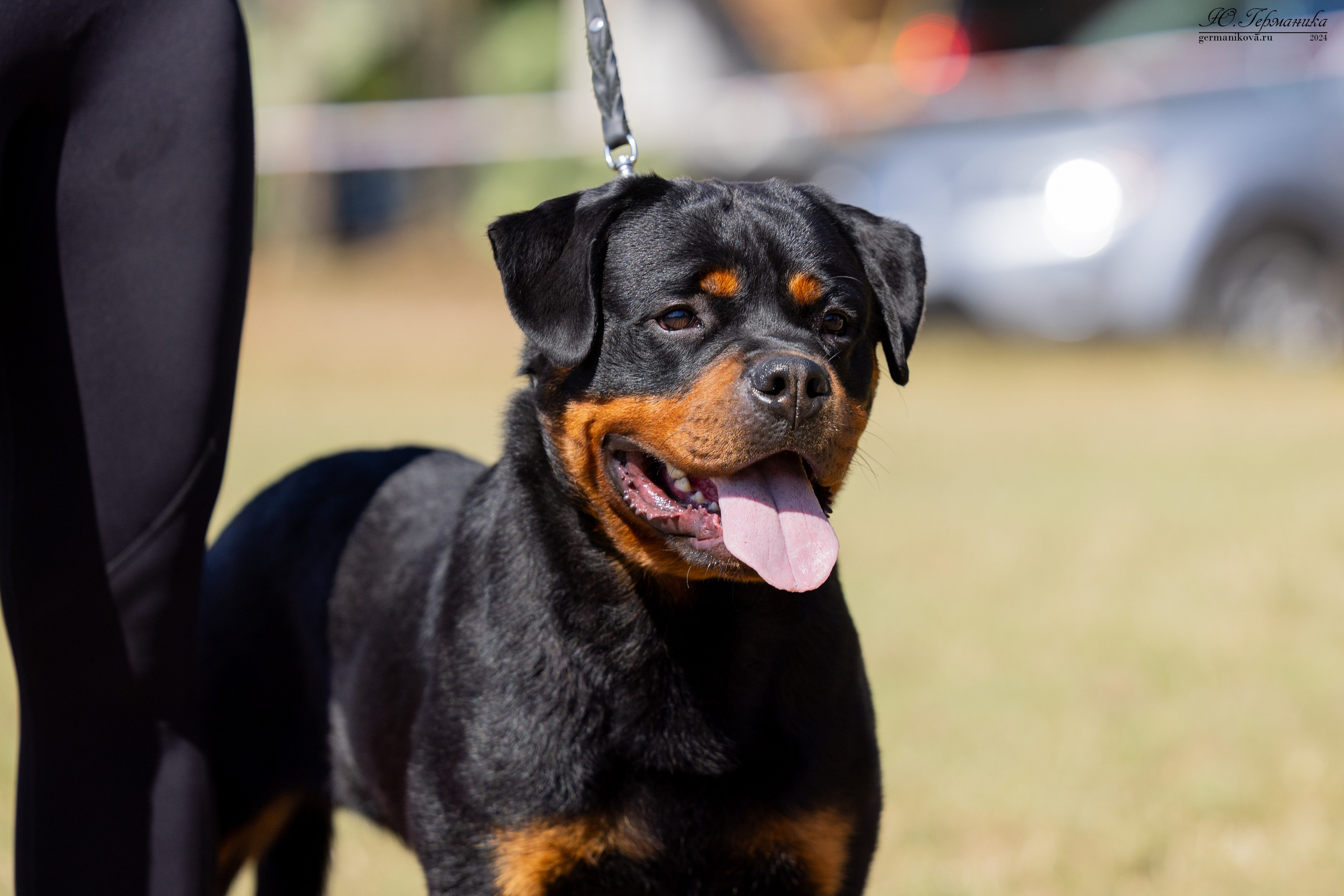 ПК и КЧК ротвейлеры Тверь 6-7.07.2024. Фотограф-анималист Юлия Германика
