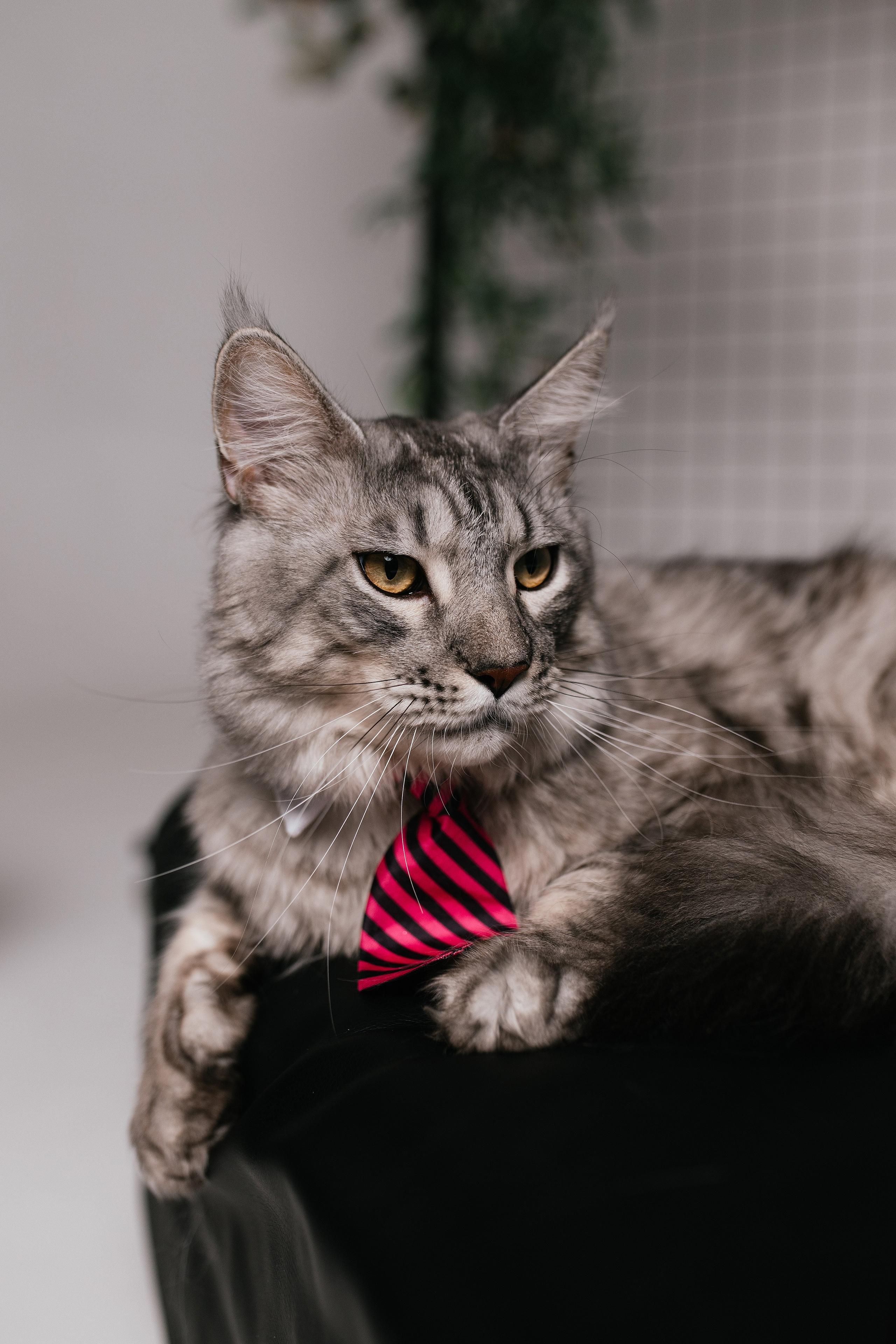 Люда. Свадебный, семейный фотограф в Рязани Лена Брант