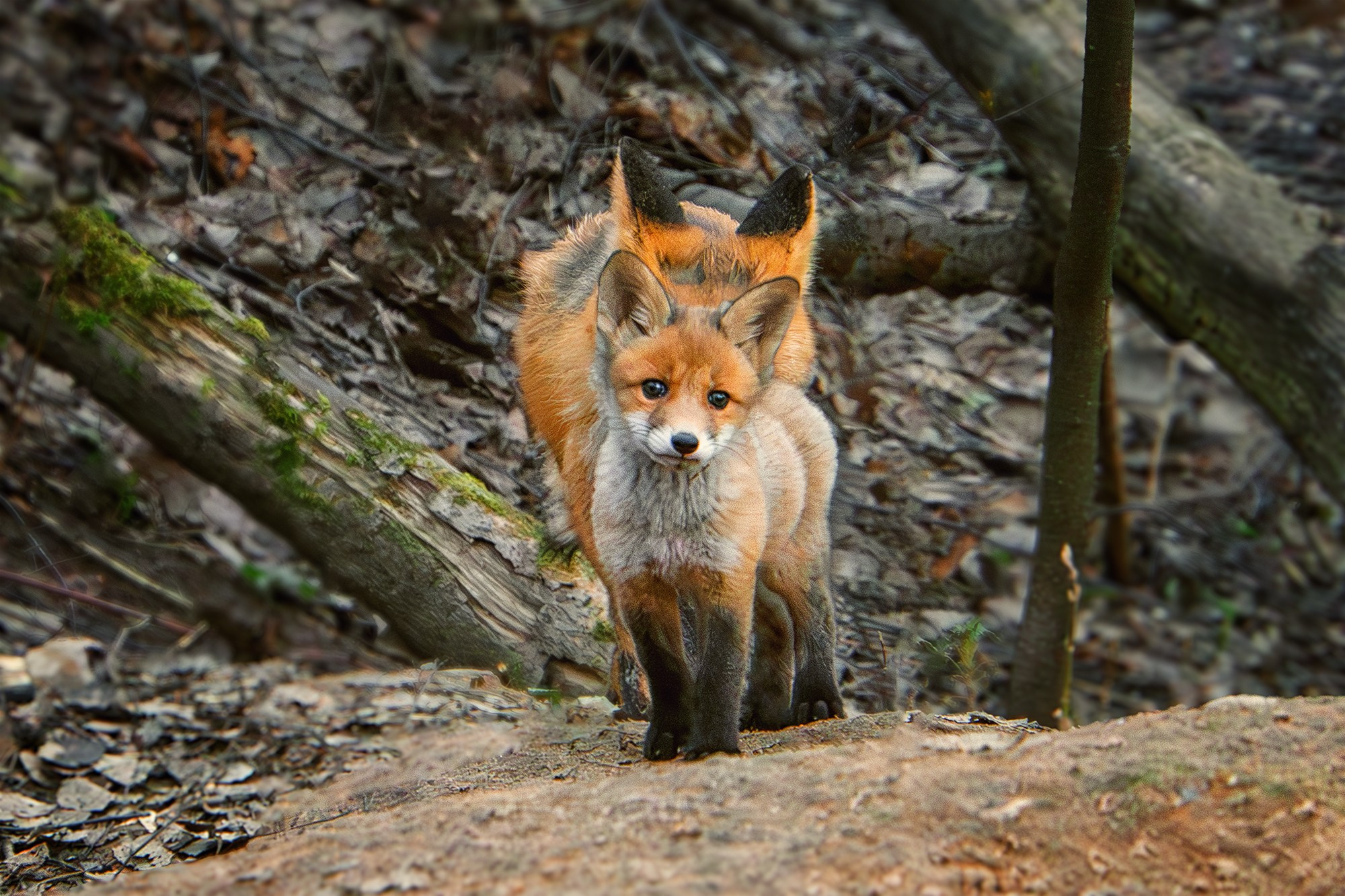 Животные. Ваш личный фотограф Марина Волкова