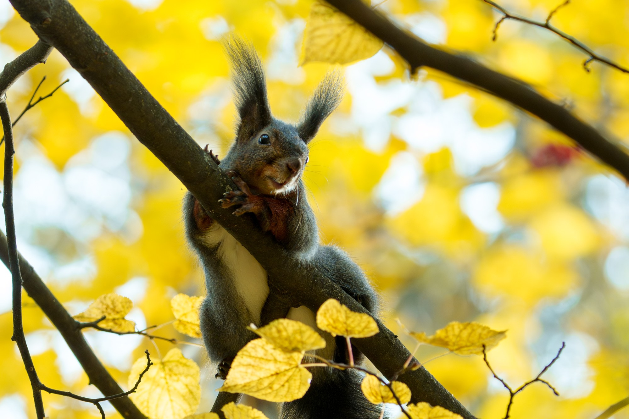 Животные. Ваш личный фотограф Марина Волкова