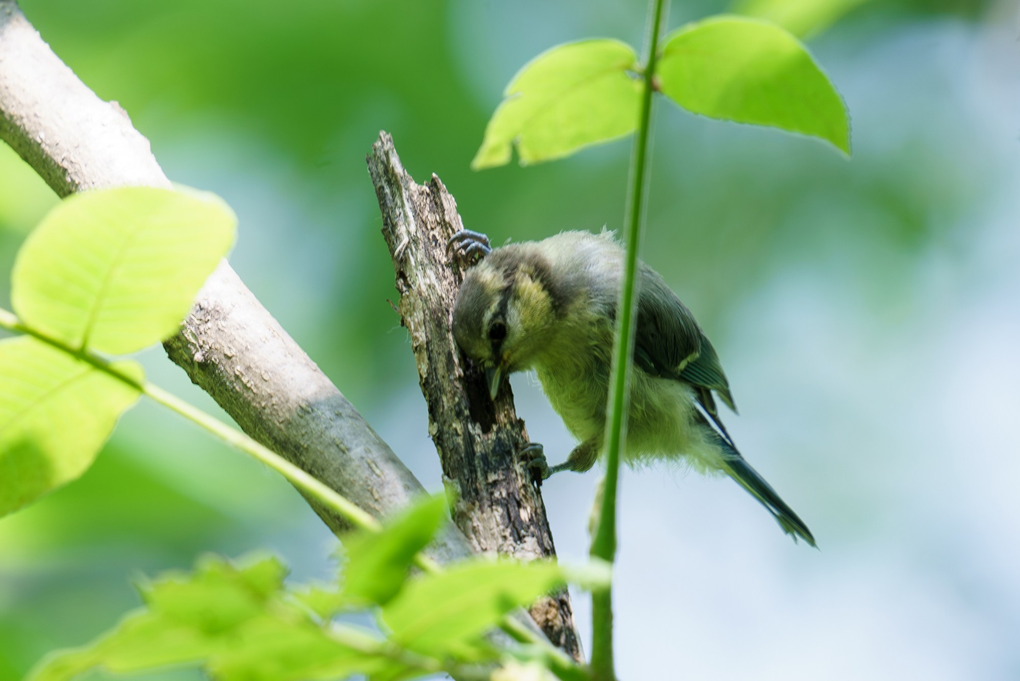Удивительные мир птиц. Вокруг нас столько прекрасного — присмотритесь!. Ваш личный фотограф Марина Волкова