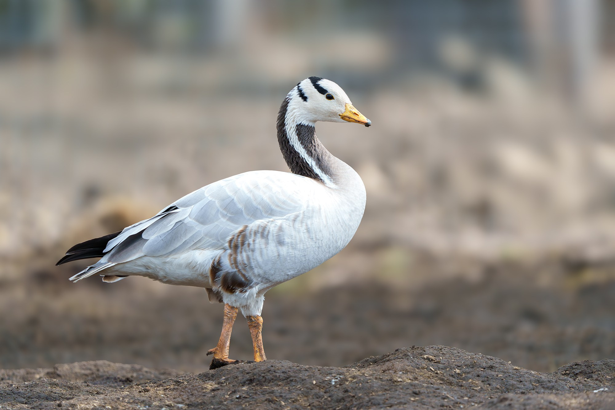 Удивительные мир птиц. Вокруг нас столько прекрасного — присмотритесь!. Ваш личный фотограф Марина Волкова