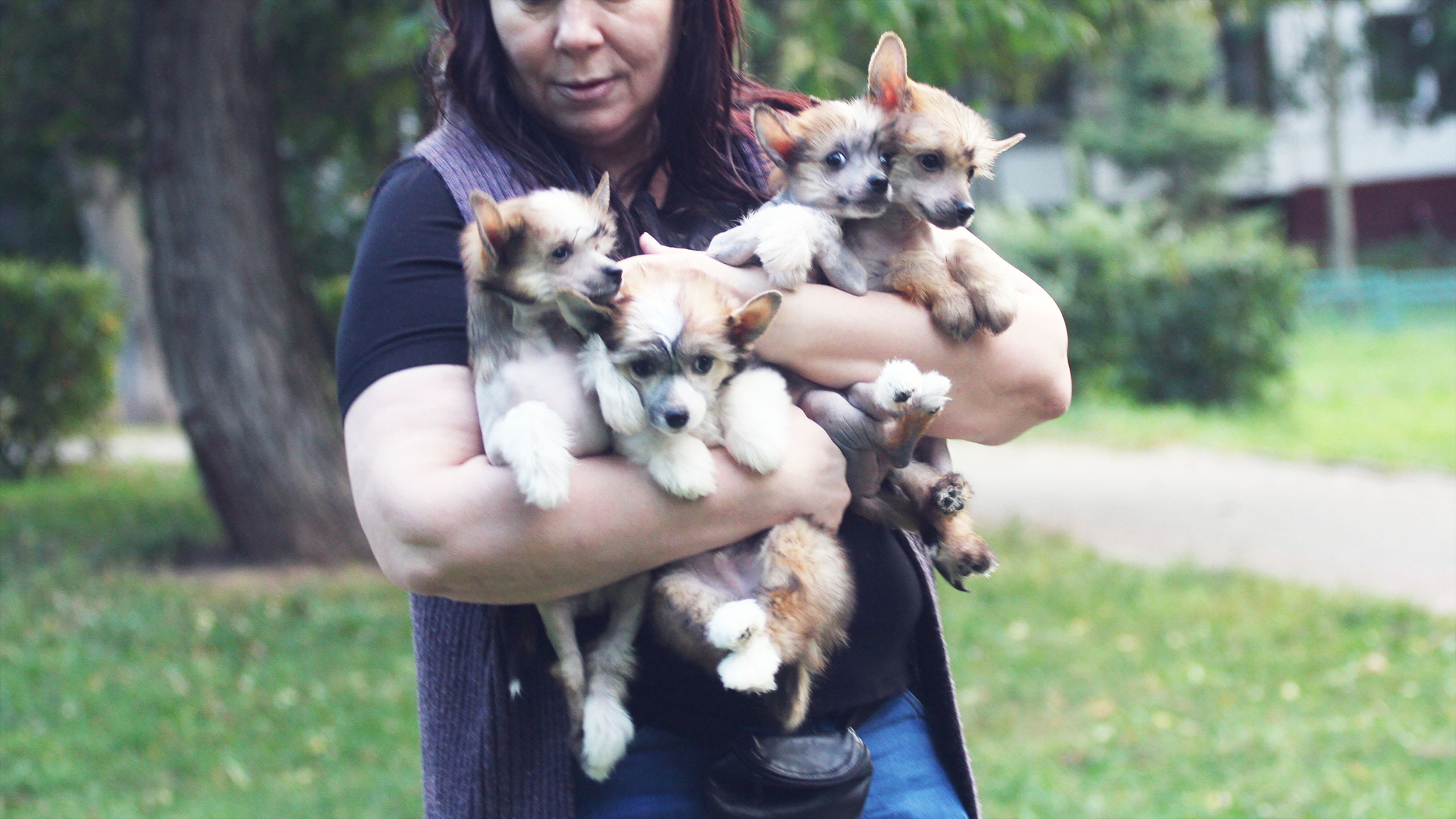 Litter C. Chinese Crested Dog Kennel Poale Ell