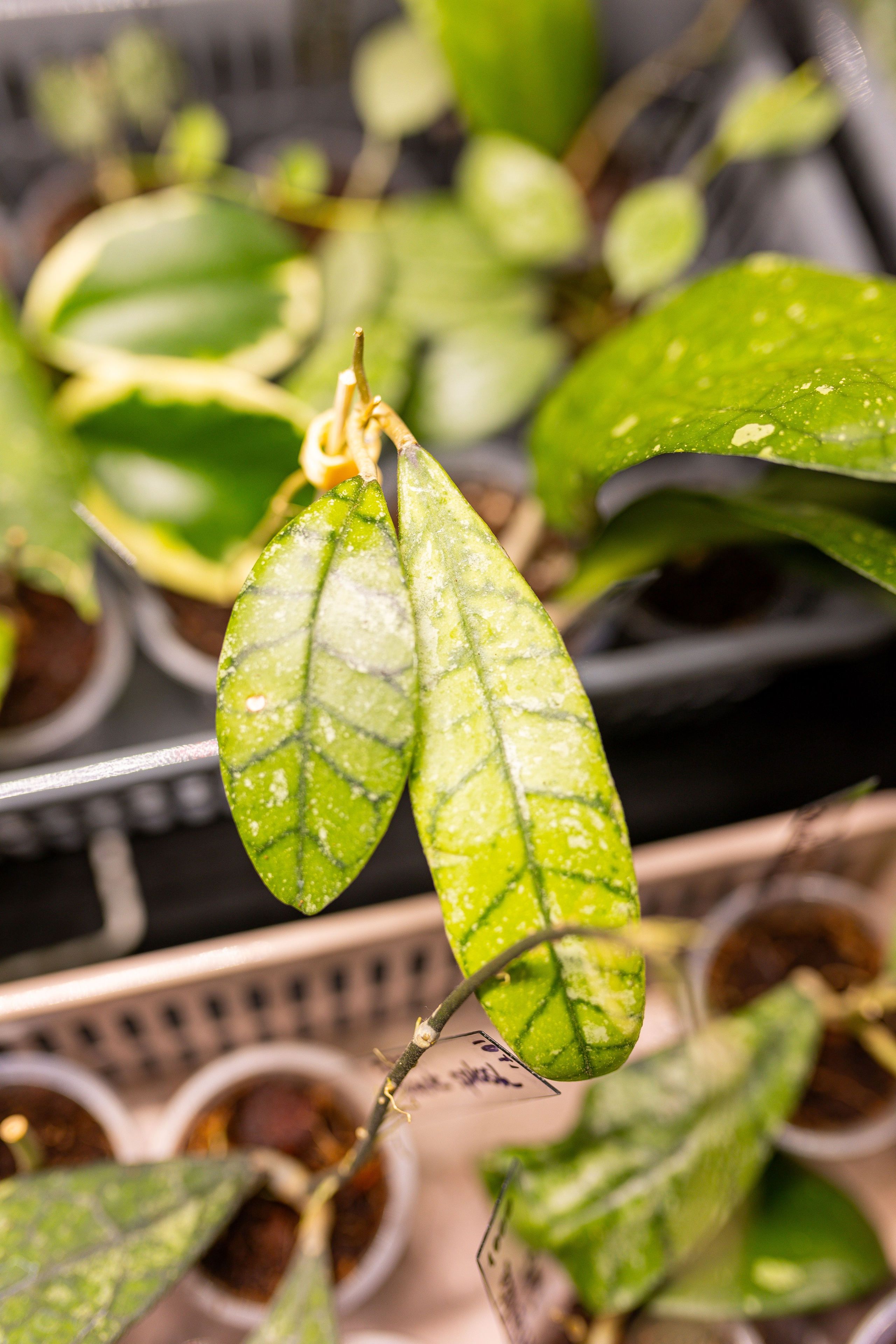 Монстериум 11–12 октября. Александра Куликова фотограф, Москва