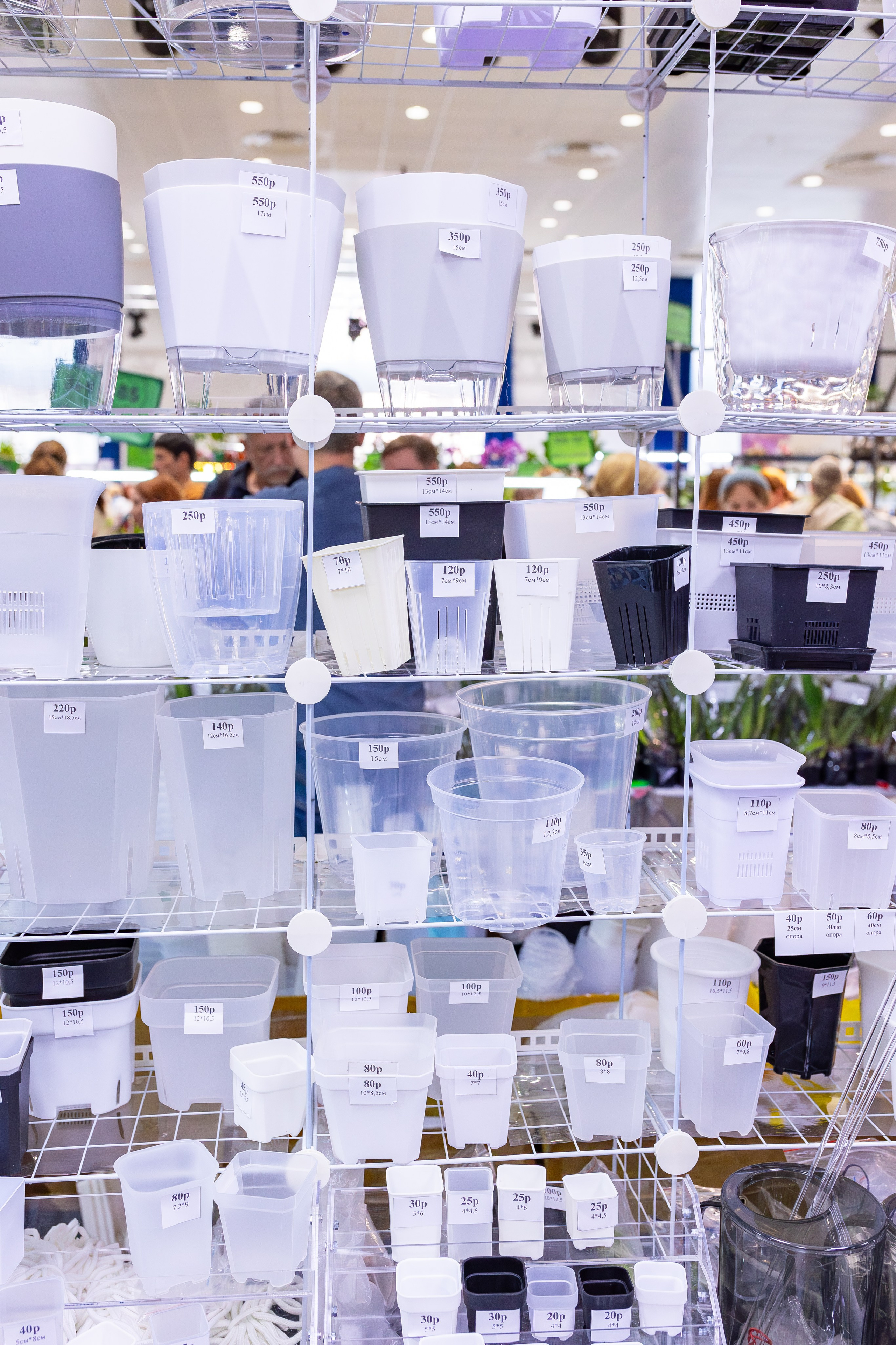 Орхидиум сентябрь 2025. Александра Куликова фотограф, Москва