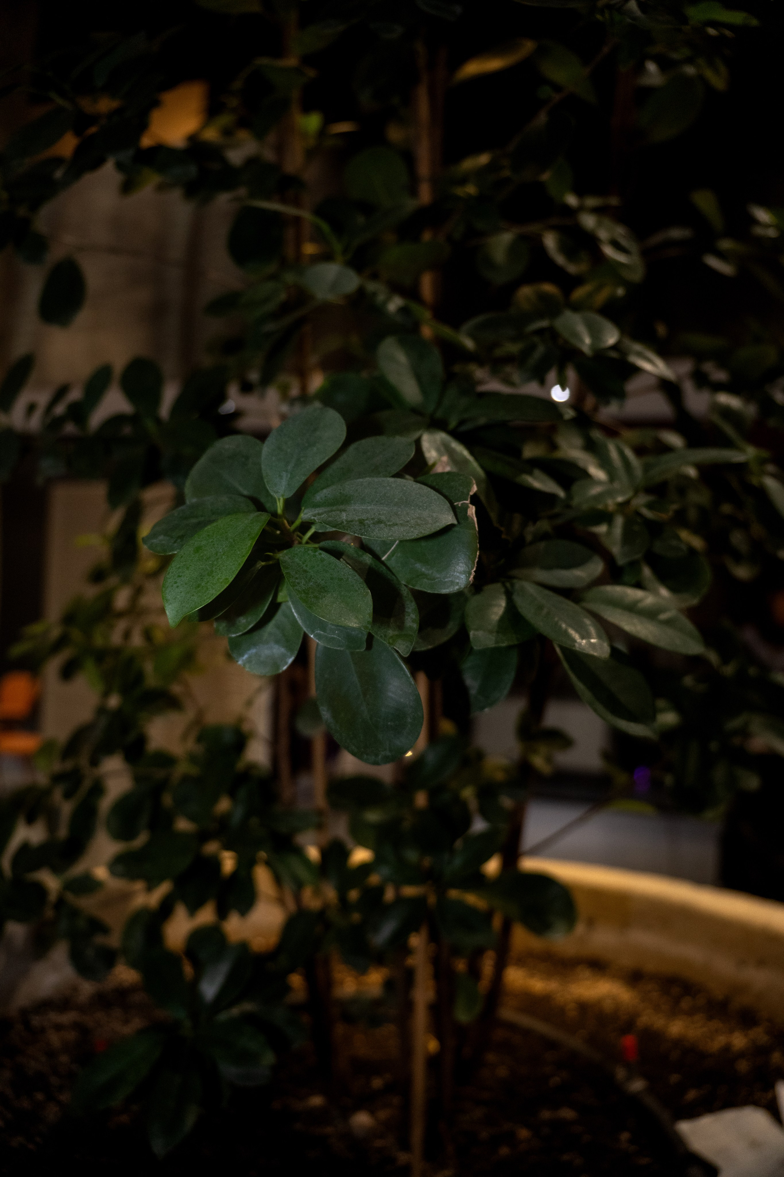 SM MARKET WINTER 25. Фотограф Дмитрий Жилин