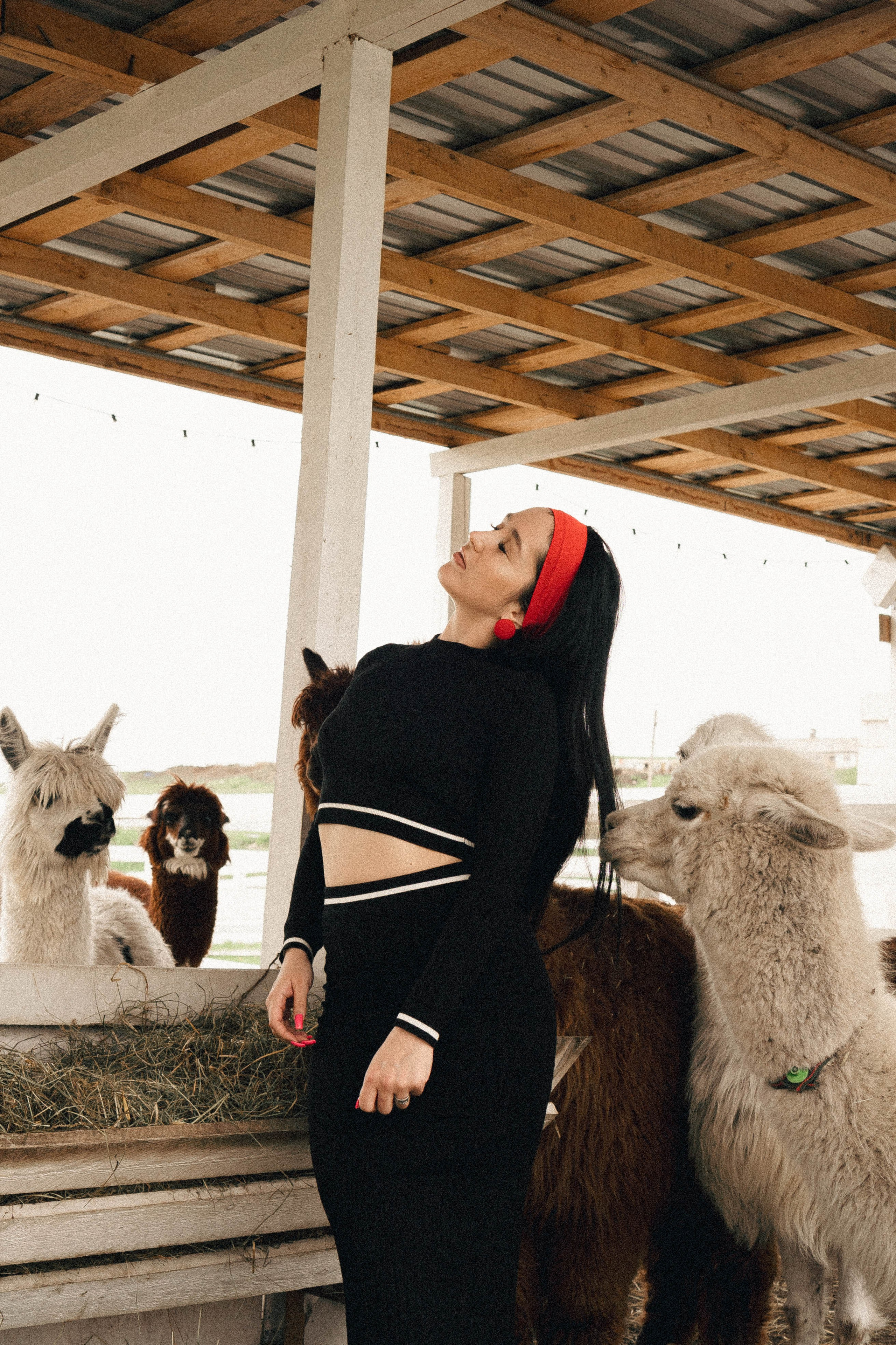 Ферма Альпак. Профессиональный фотограф, Санкт-Петербург — Виктория Богомолова