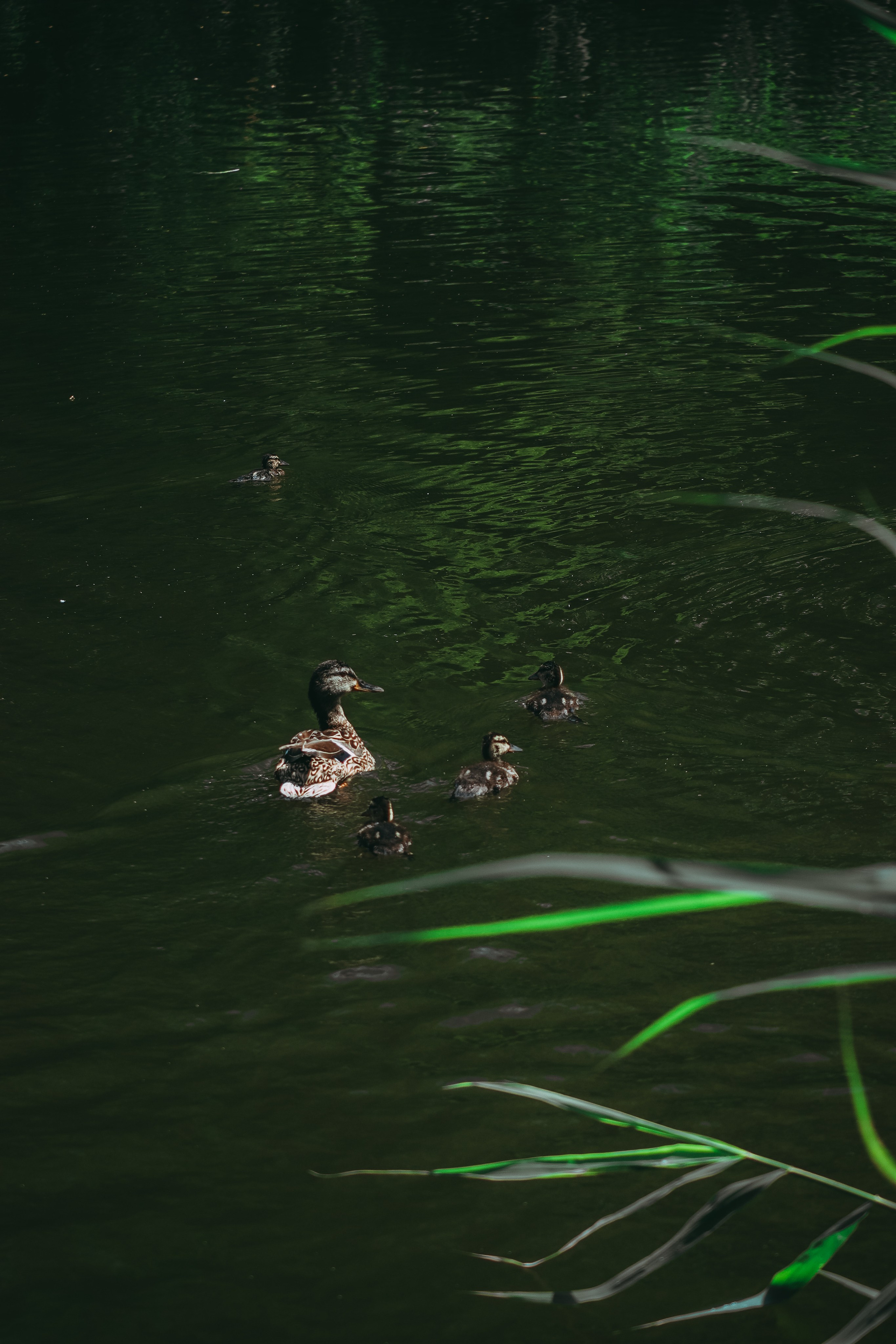 Т Е П Л Ы Й — З Е Л Е Н Ы Й. — Digital Noise —