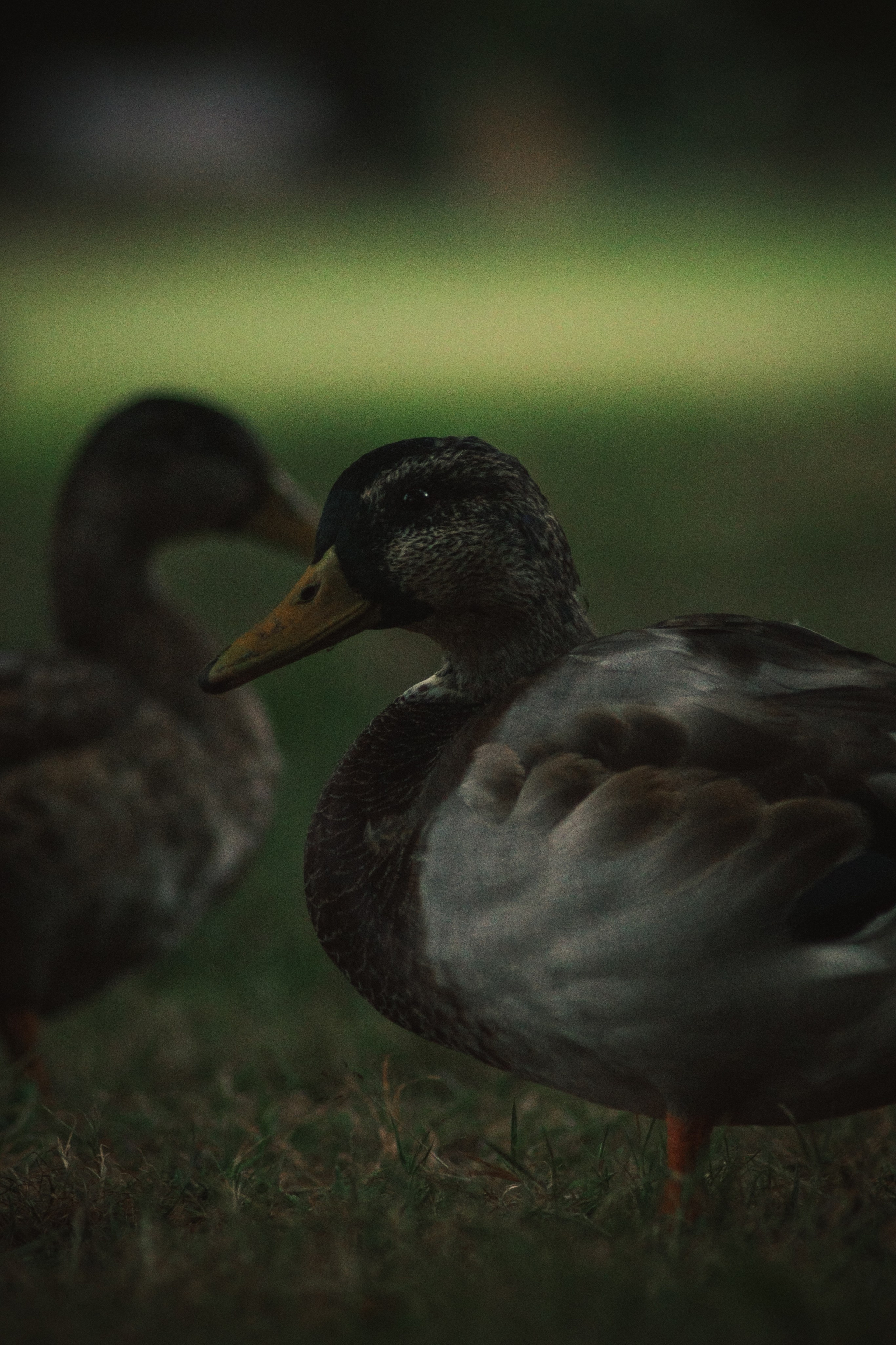 Т Е П Л Ы Й — З Е Л Е Н Ы Й. — Digital Noise —