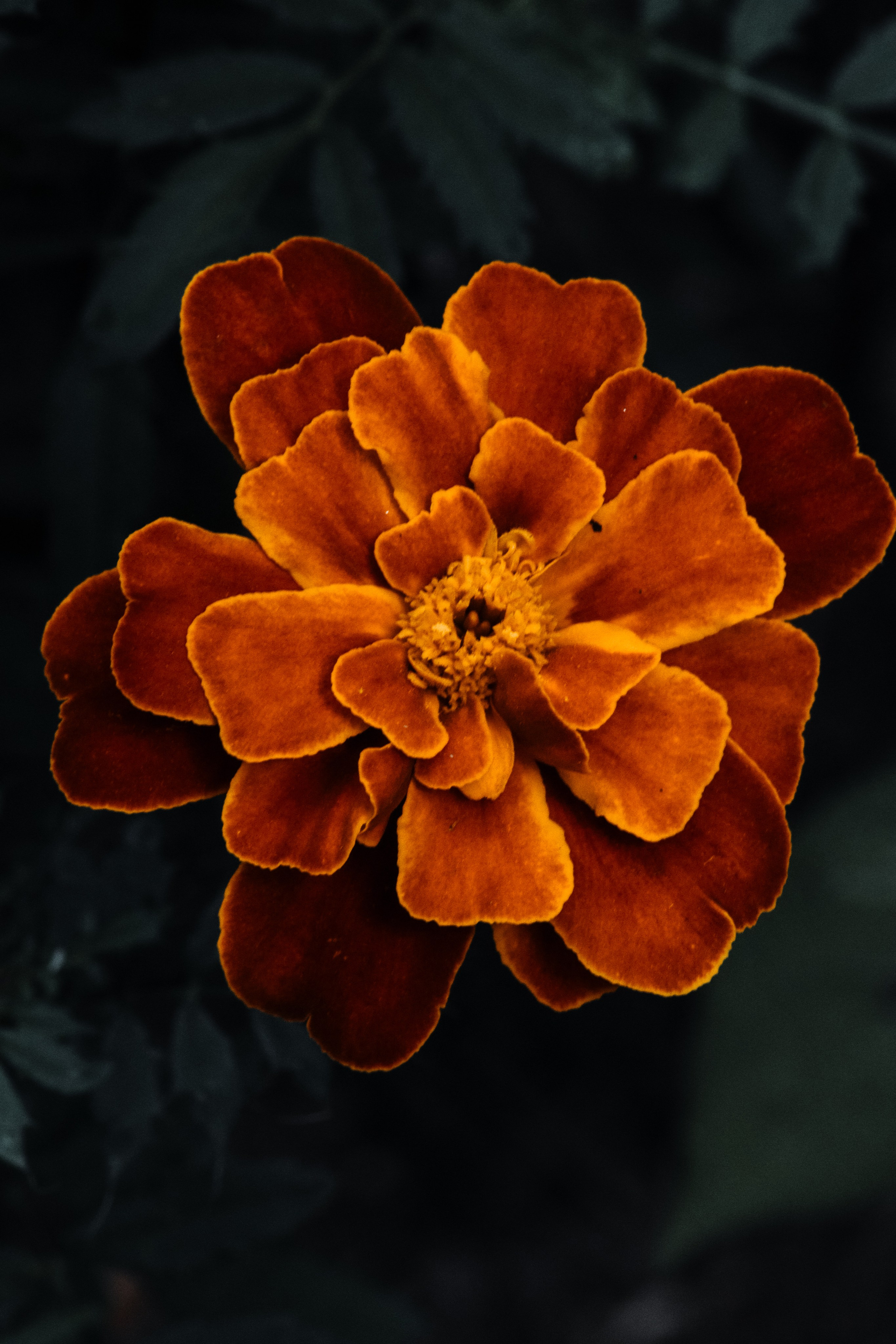 Р А С Т Е Н И Я. — Digital Noise —