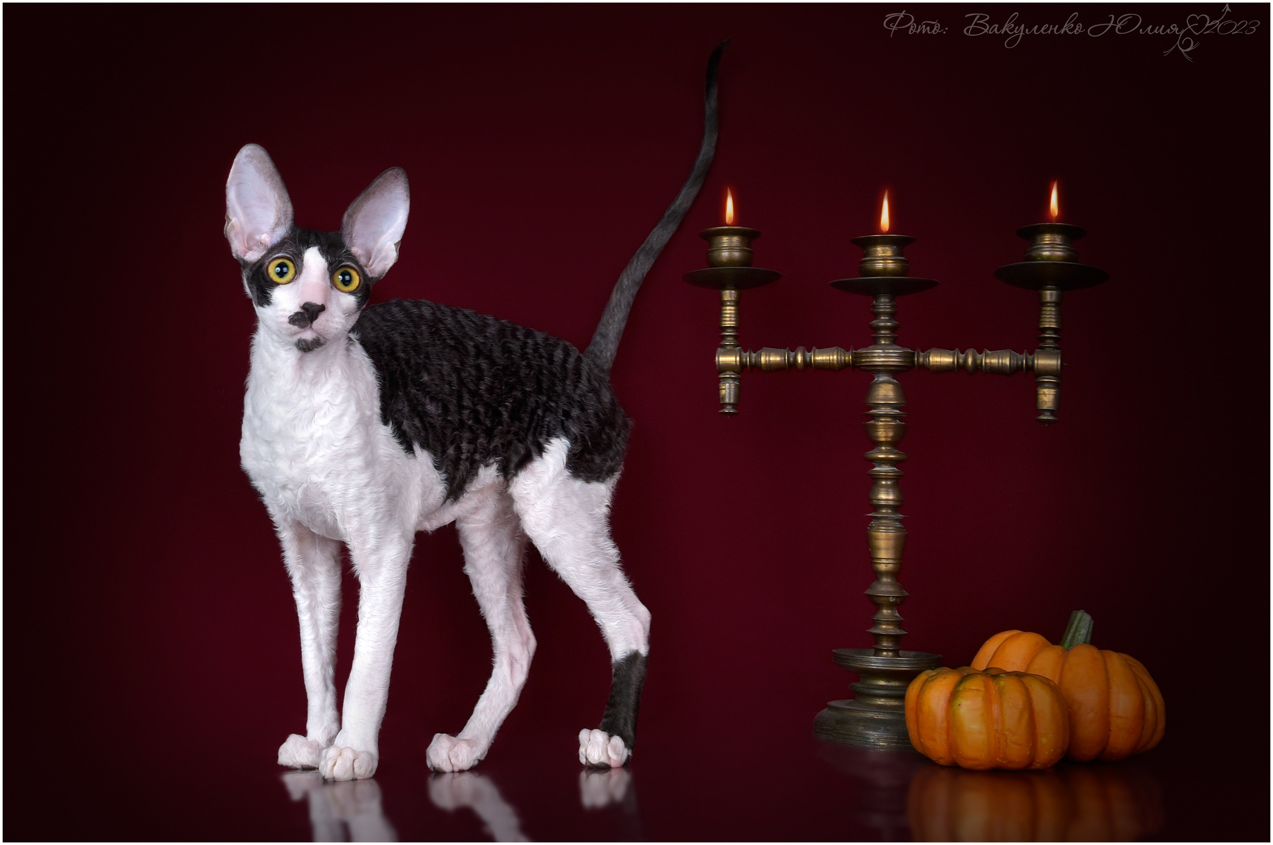 Котята. Фотограф анималист | семейный Юлия Вакуленко, г. Краснодар