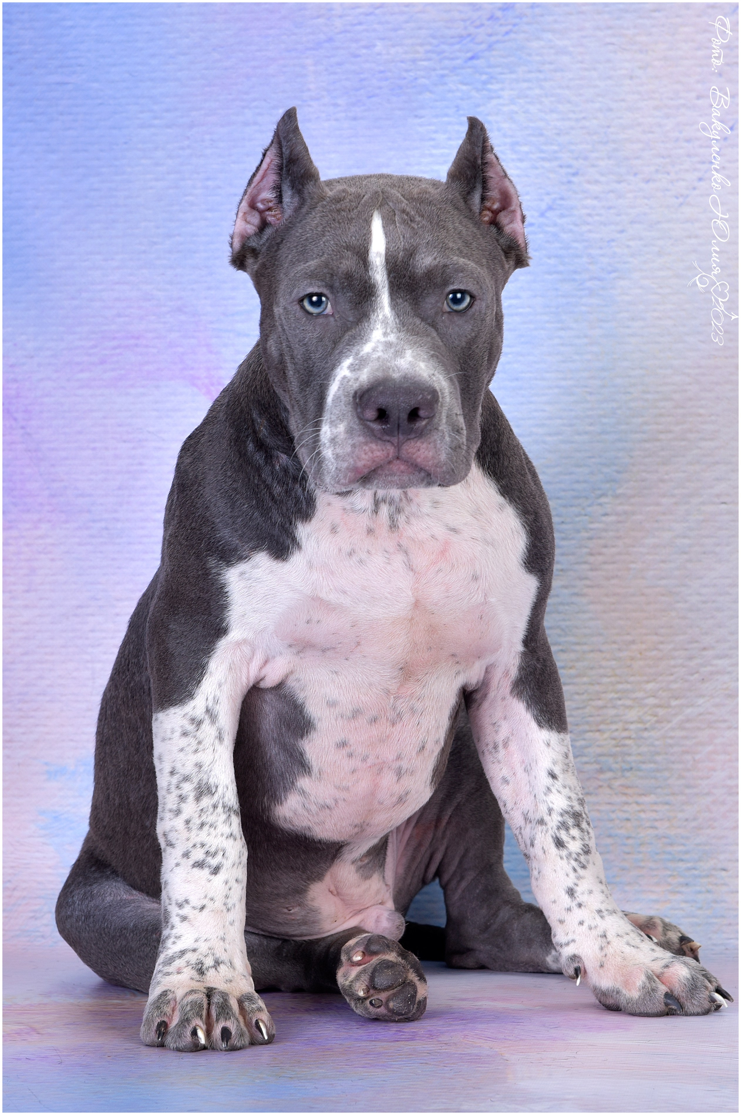 Студийная съемка. Фотограф анималист | семейный Юлия Вакуленко, г. Краснодар