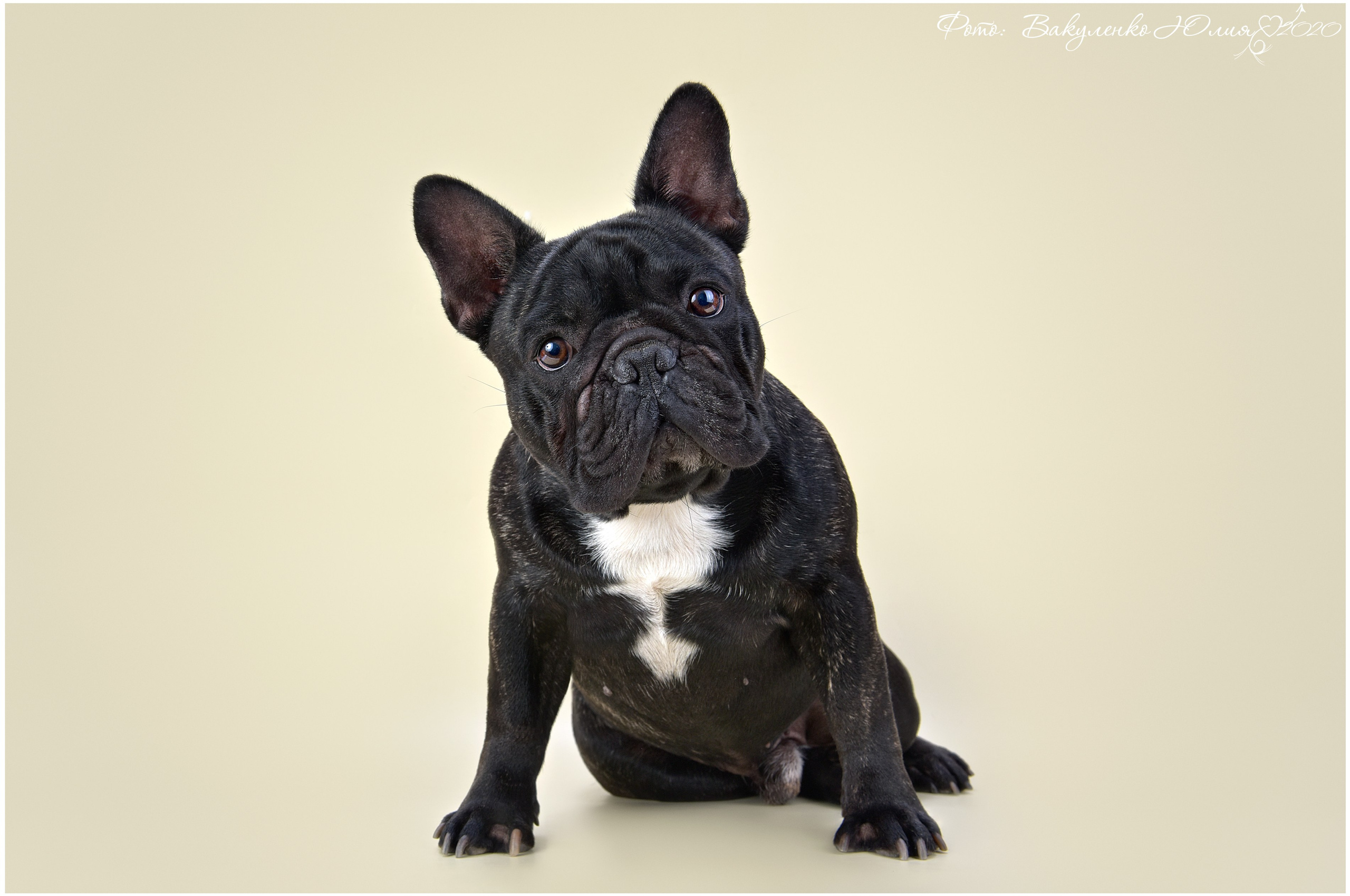 Студийная съемка. Фотограф анималист | семейный Юлия Вакуленко, г. Краснодар