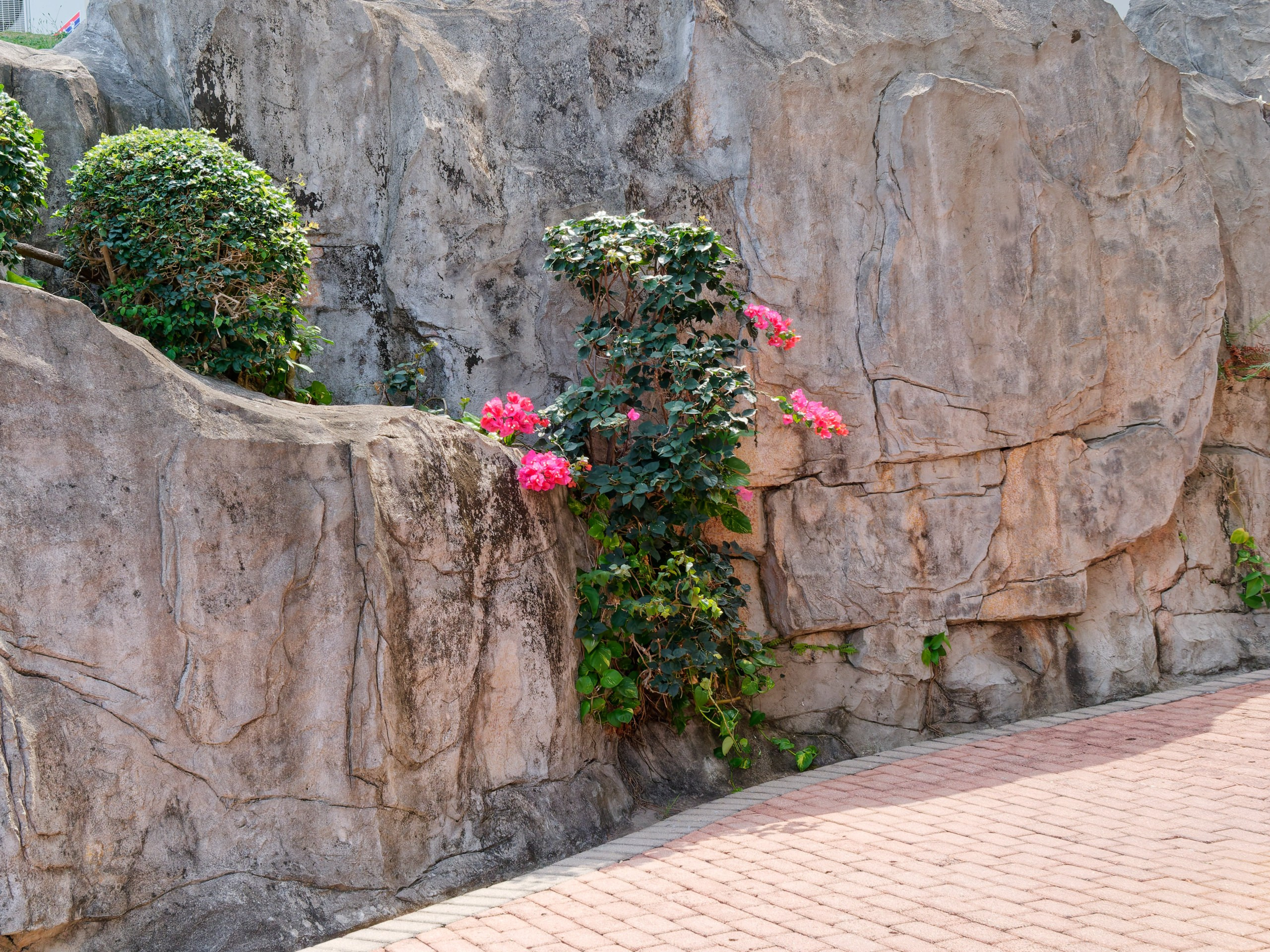 Хайнань 2026, флора, цветы и деревья. Фотопрогулки по Миру